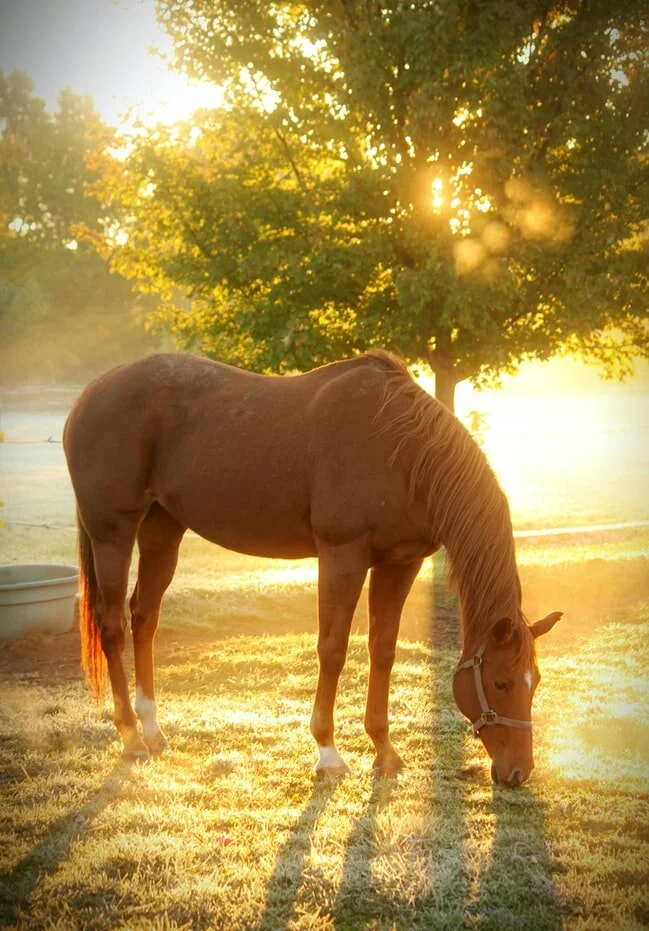 horse and sun.jfif