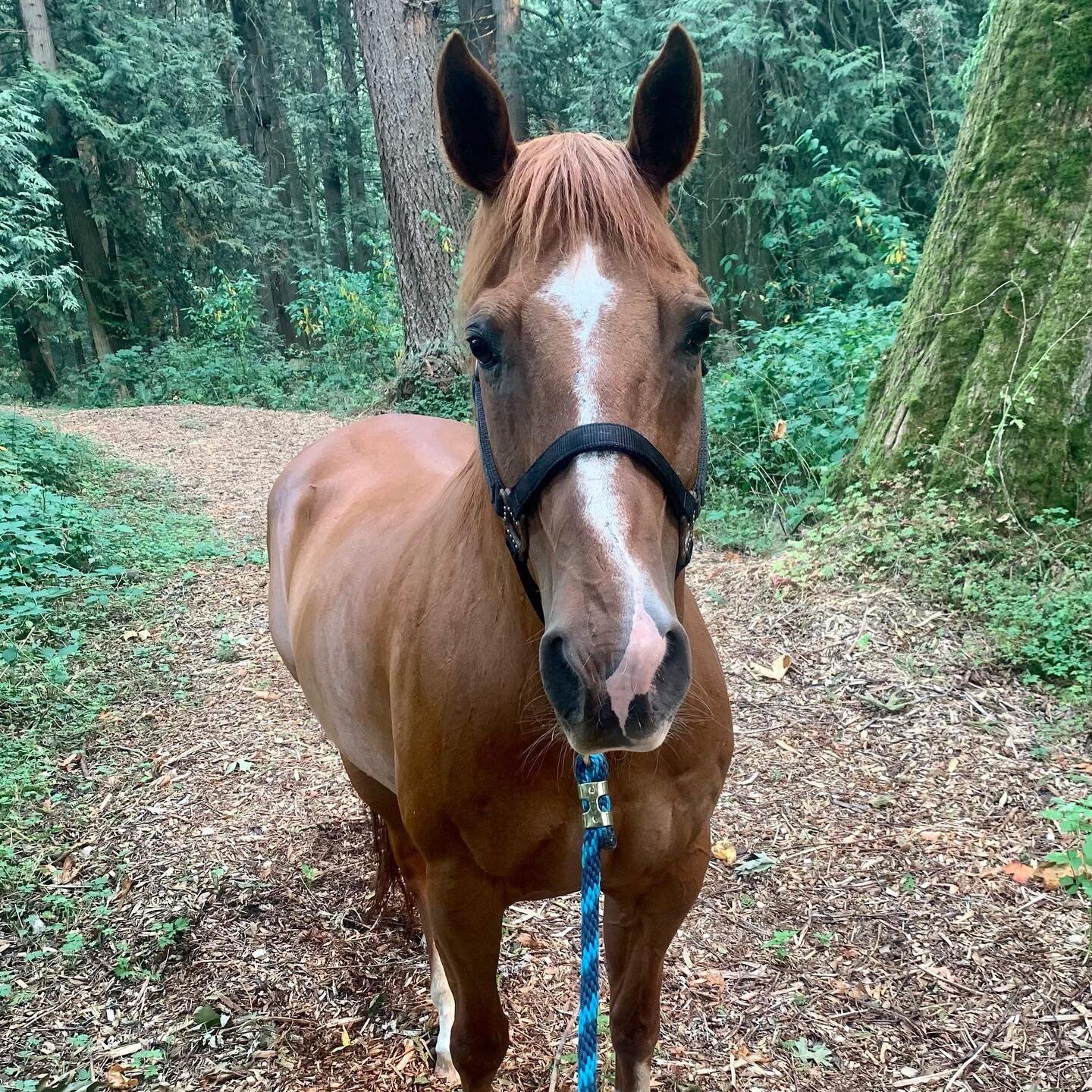 Happy 21st Birthday Scoot!!!!! 🎉

Though we don't know the date of his birthday, today was lovingly chosen for him because it is also #NationalScooterDay. 

Thank you to his owner for leasing us this handsome guy ❤️

#happybirthday #twentyone #celeb