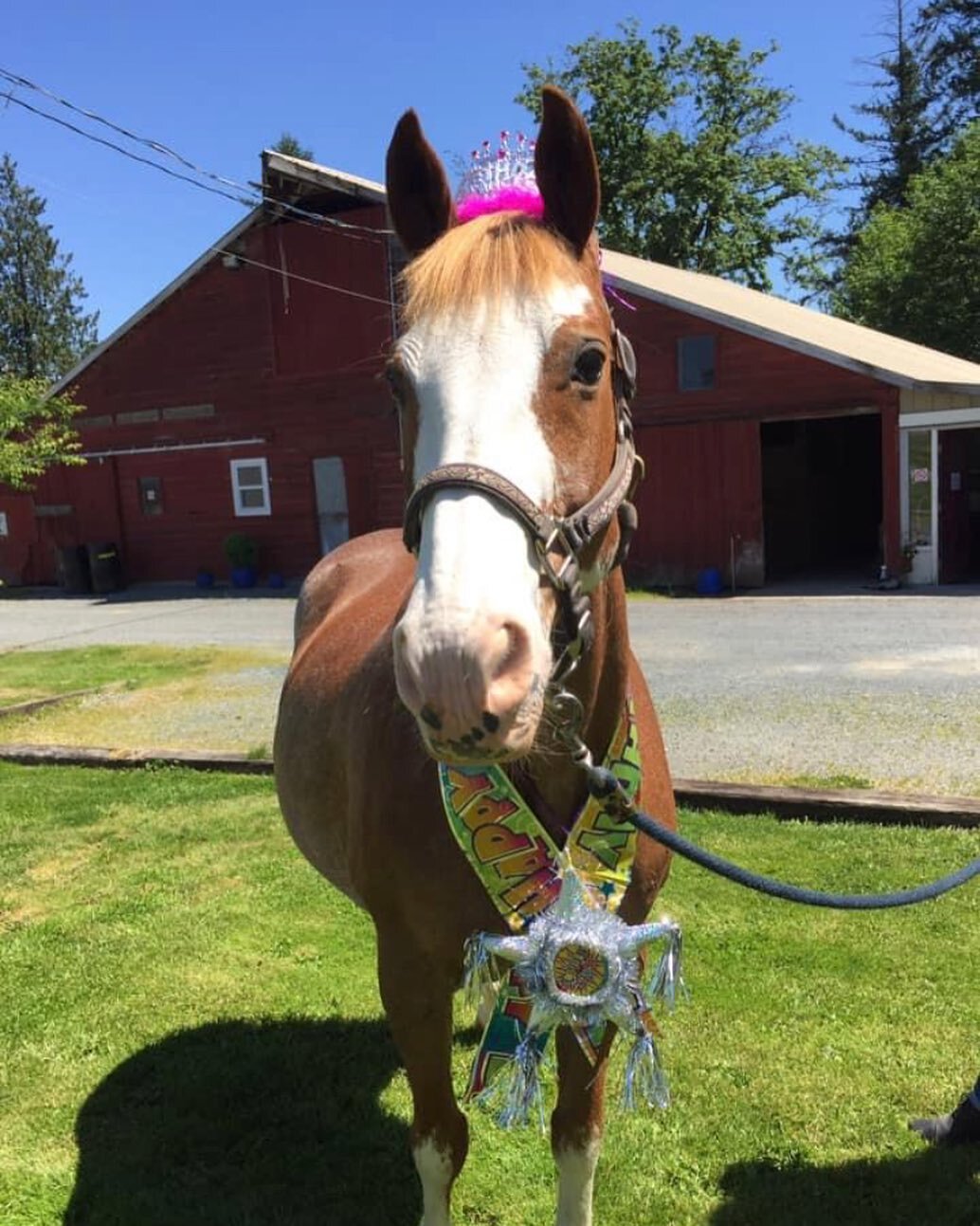 Happy Birthday Rosie!!!

Our resident jokster and award winning movie star turns 24 today. Thank you to her amazing owner Lindy for letting us use her in our programs! 

#happybirthday #rosie #paint #moviestar #awardwinning #cute #weloveourhorses #ho