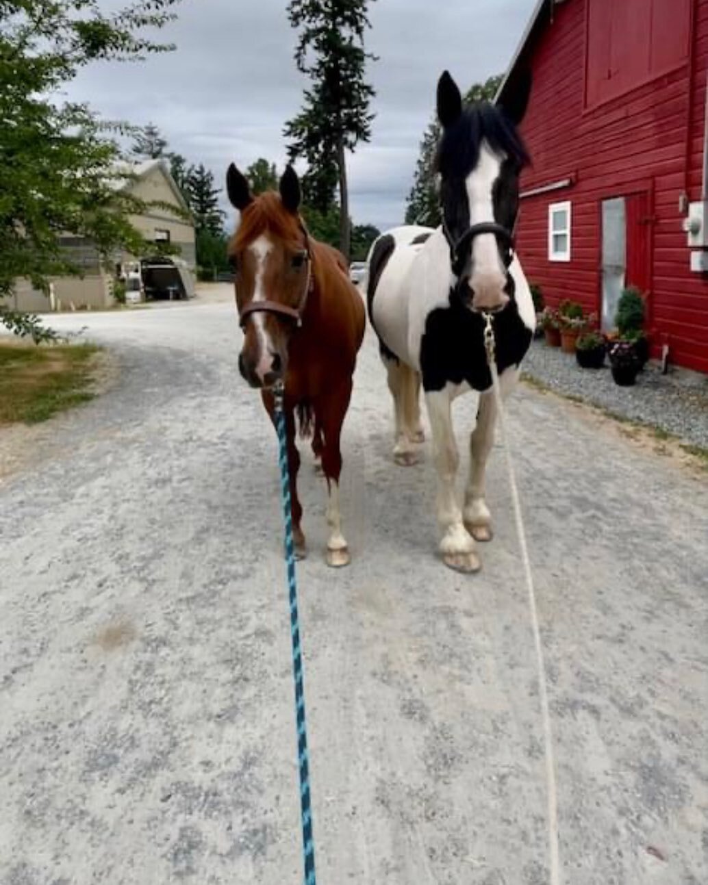 Teo and Scoot (two of our tallest horses) - about to get some love from our Equine Staff. 

Can you guess their heights!? Comment below to guess!

#gelding #chestnut #spotteddraft #tall #gentlegiant #handsome #horses #equinetherapy #aldergrove