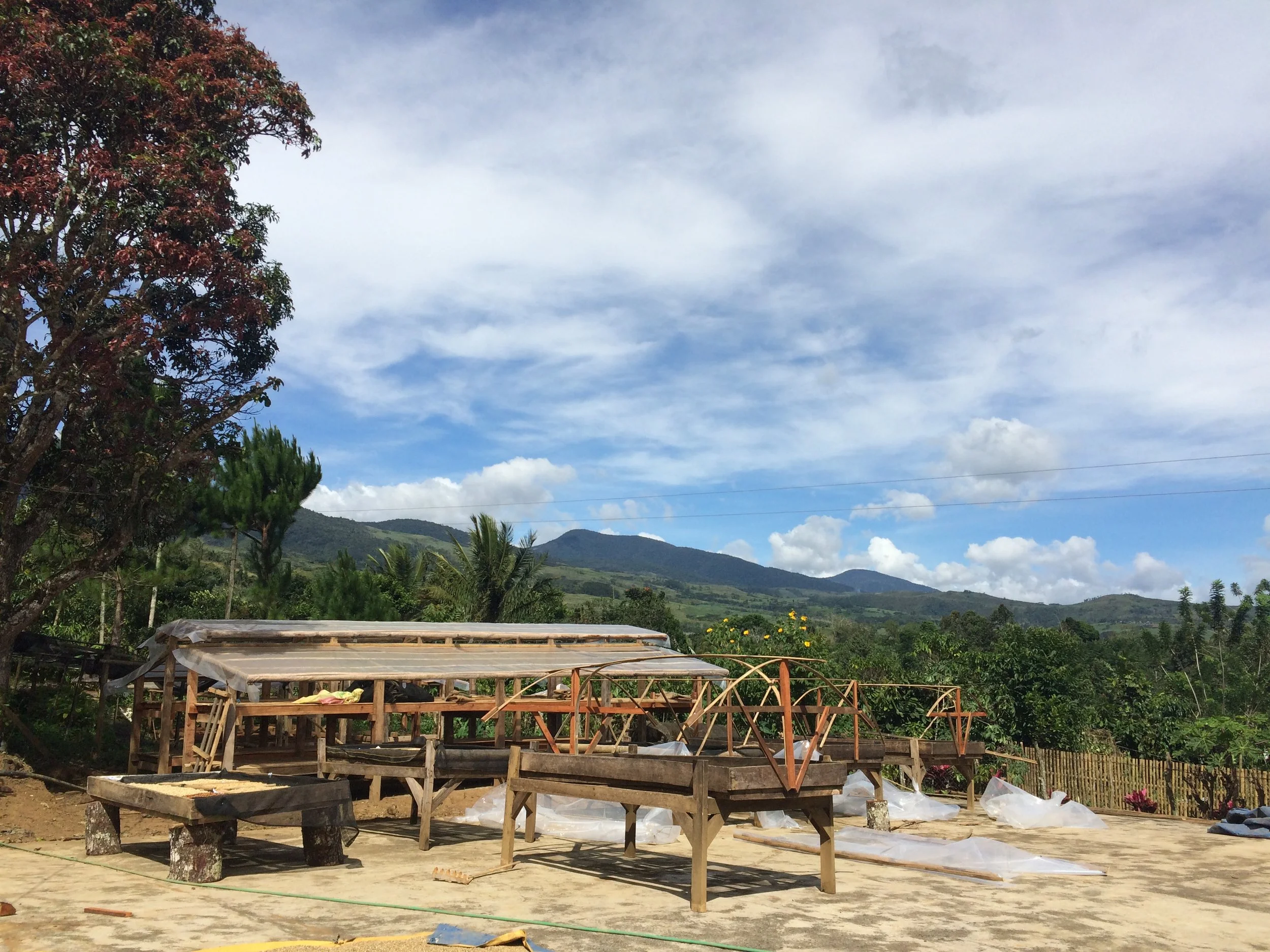 From Lab to Love:  my coffee journey and the Pigtauranan community 