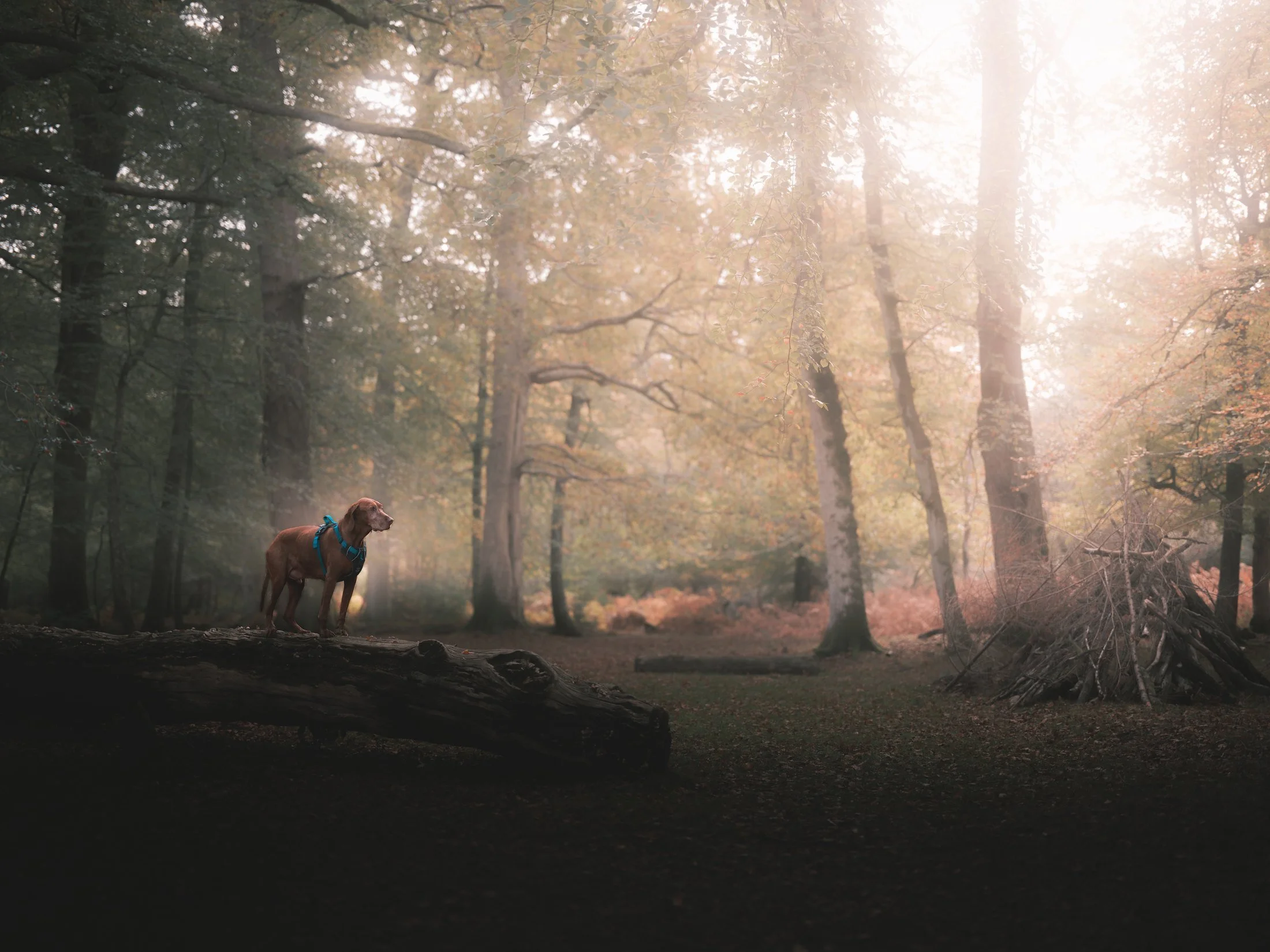 A dog stands among misty, sunlit trees in the New Forest.