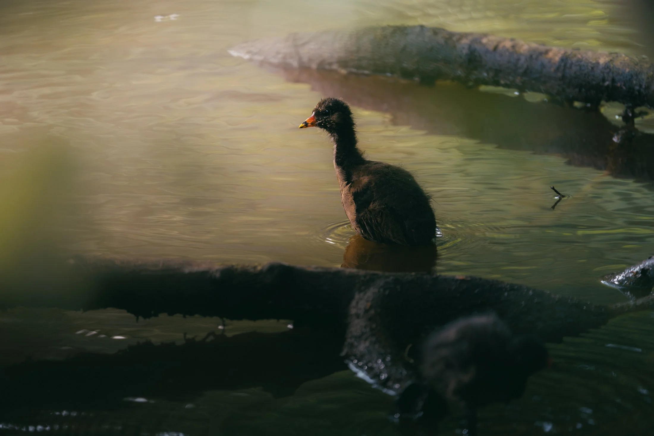A young moorhen perches on a log in dark water.