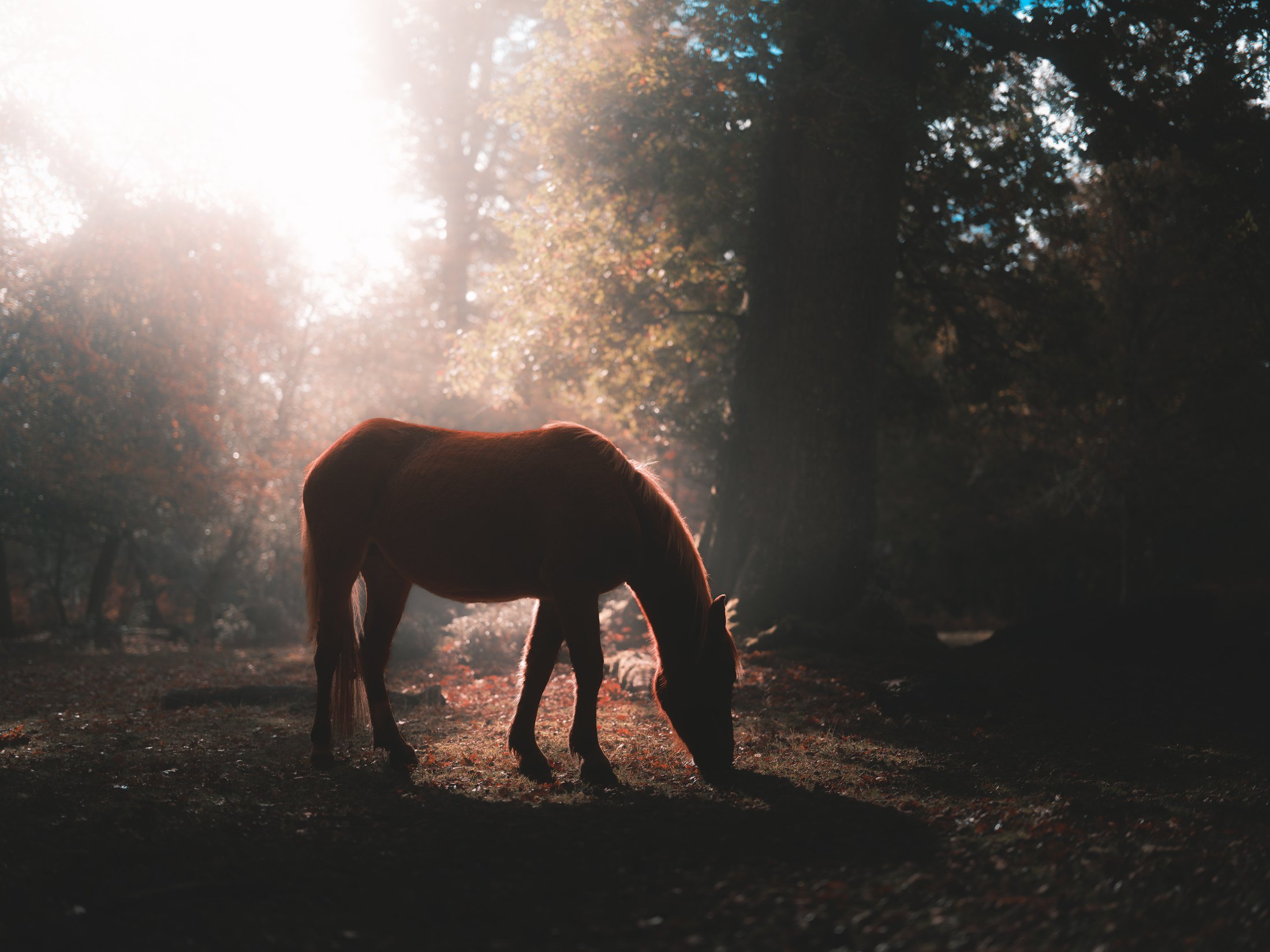 A pony grazes in shafts of autumn light in the New Forest.