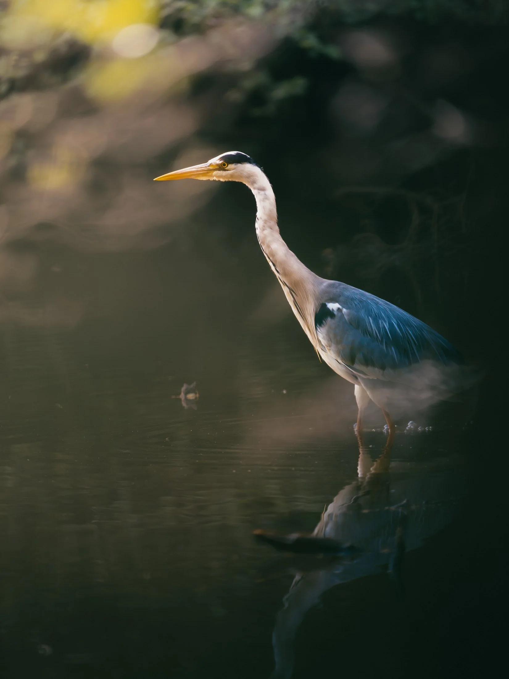 A grey heron stands in still water, its reflection below.