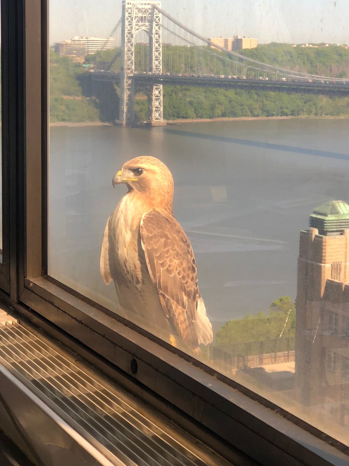 falcon view.JPG