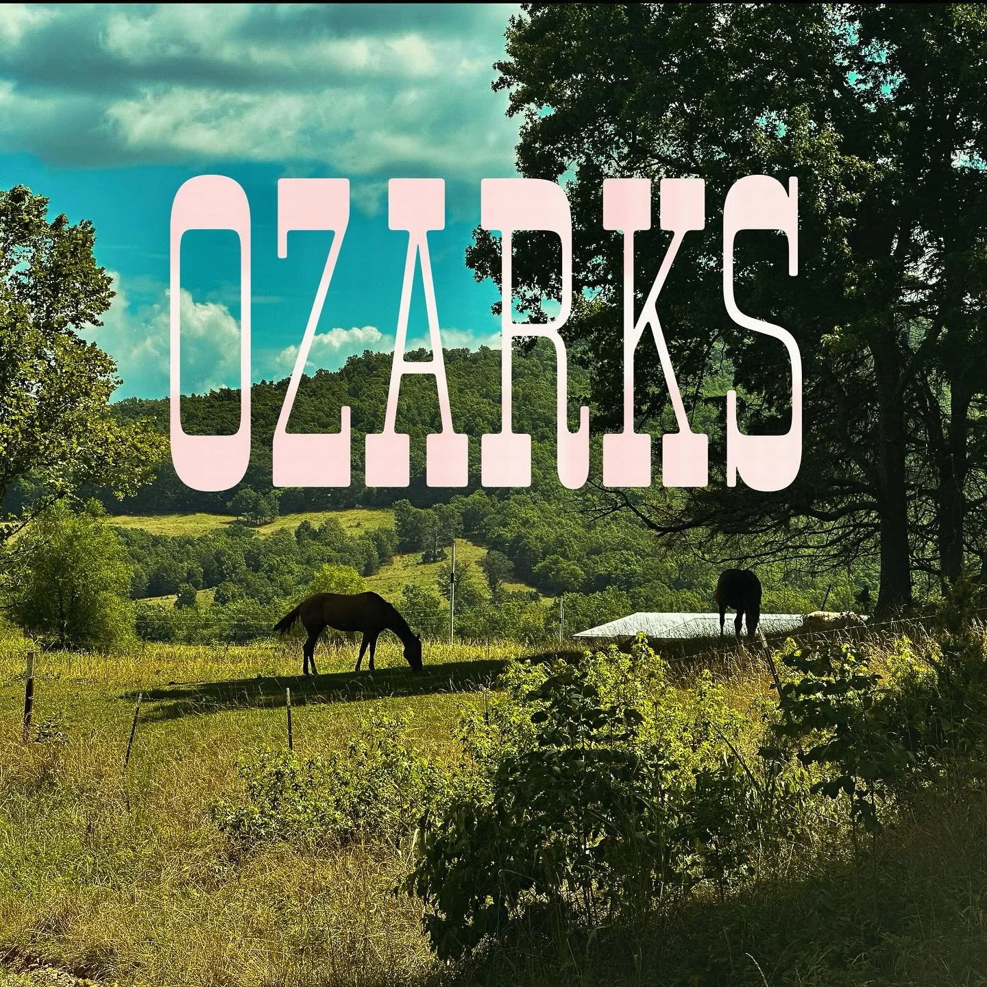 Another year going down to Fayetteville and the cabin to see family and friends. Willa got stung by a horse fly. I went for a deep woodsy run and tangled with at least 20 spider webs. We hiked a dry creek bed, saw frogs, donkeys, skinks, goats, a bul