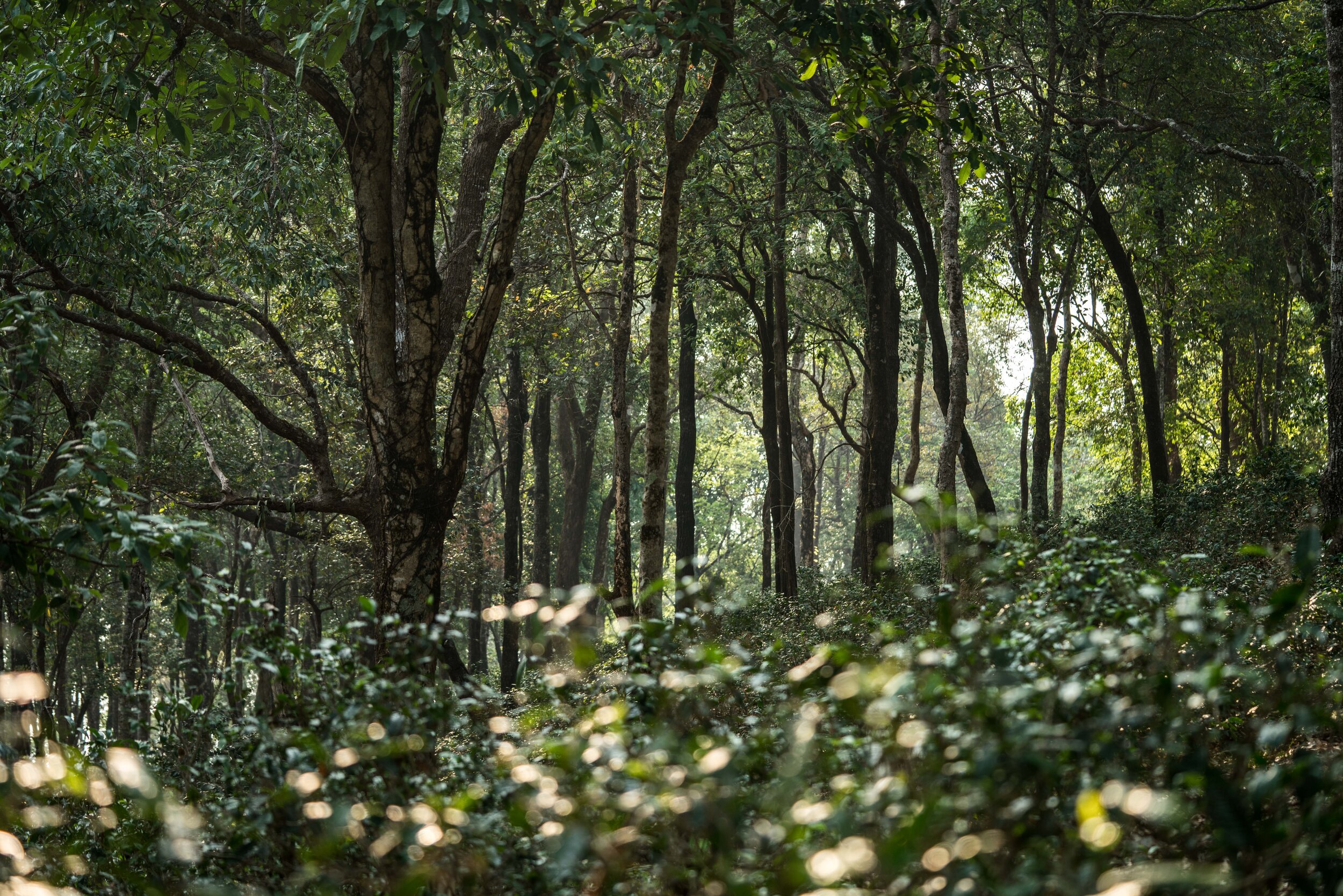 lahu tea forest.jpg