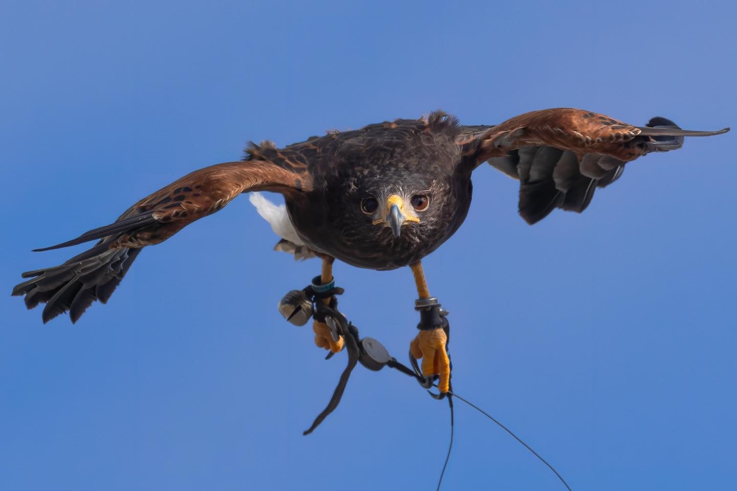 K & H Falconry display