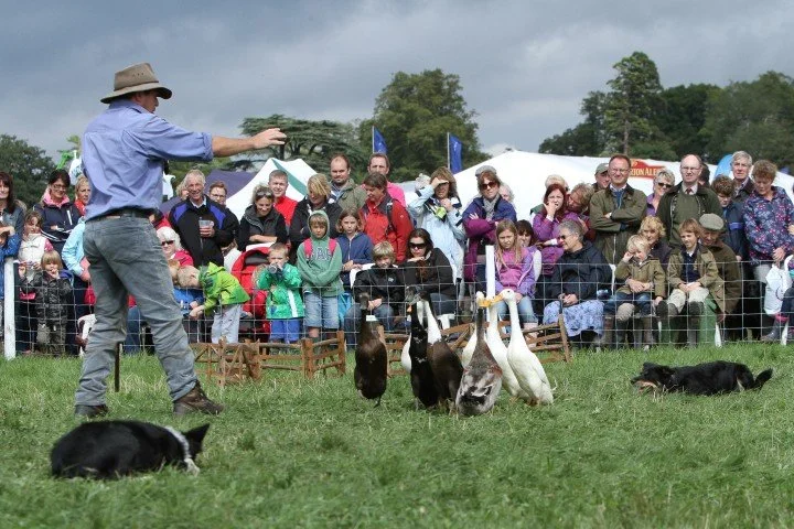 Dog and Duck Show