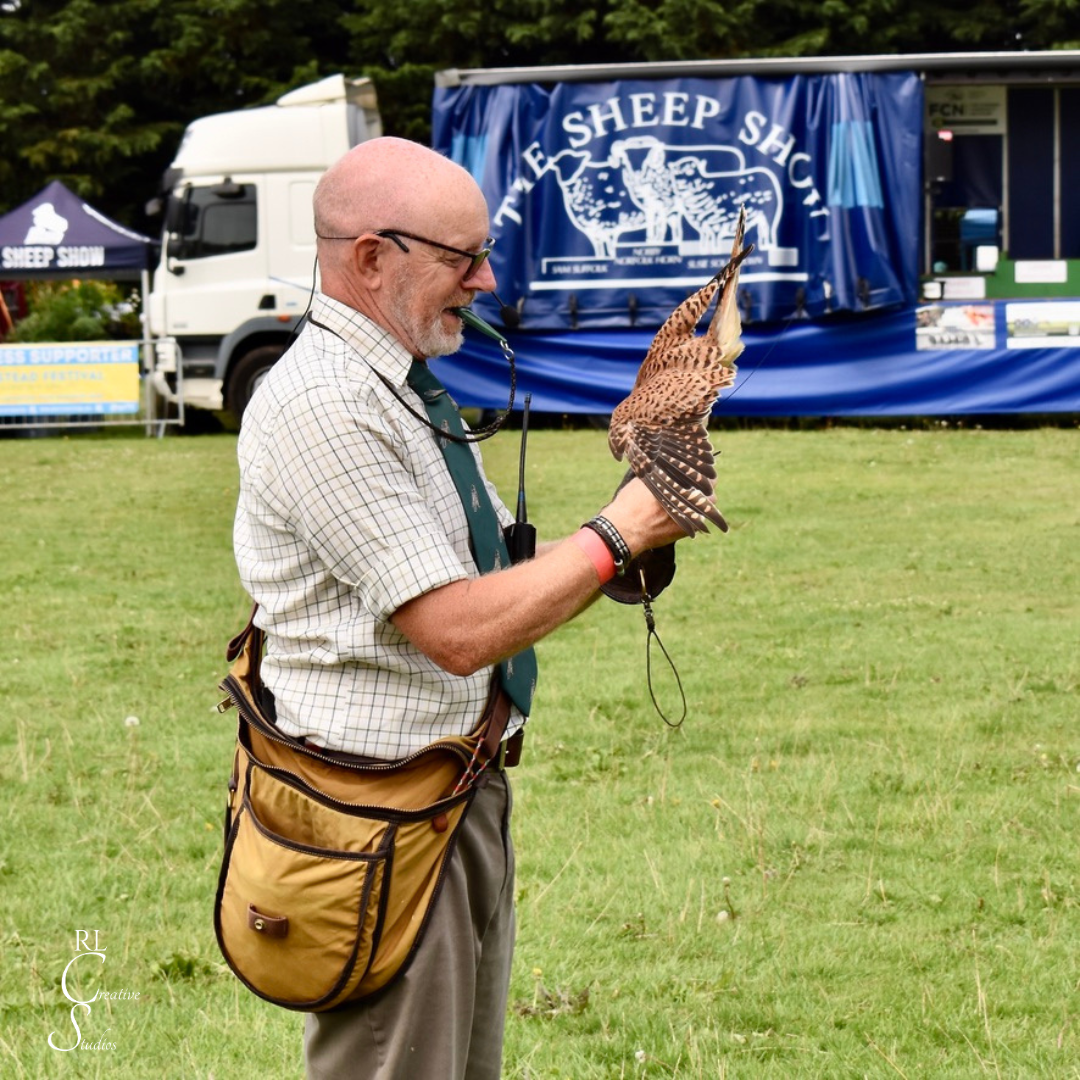 K&H Falconry - kestrel having lunch