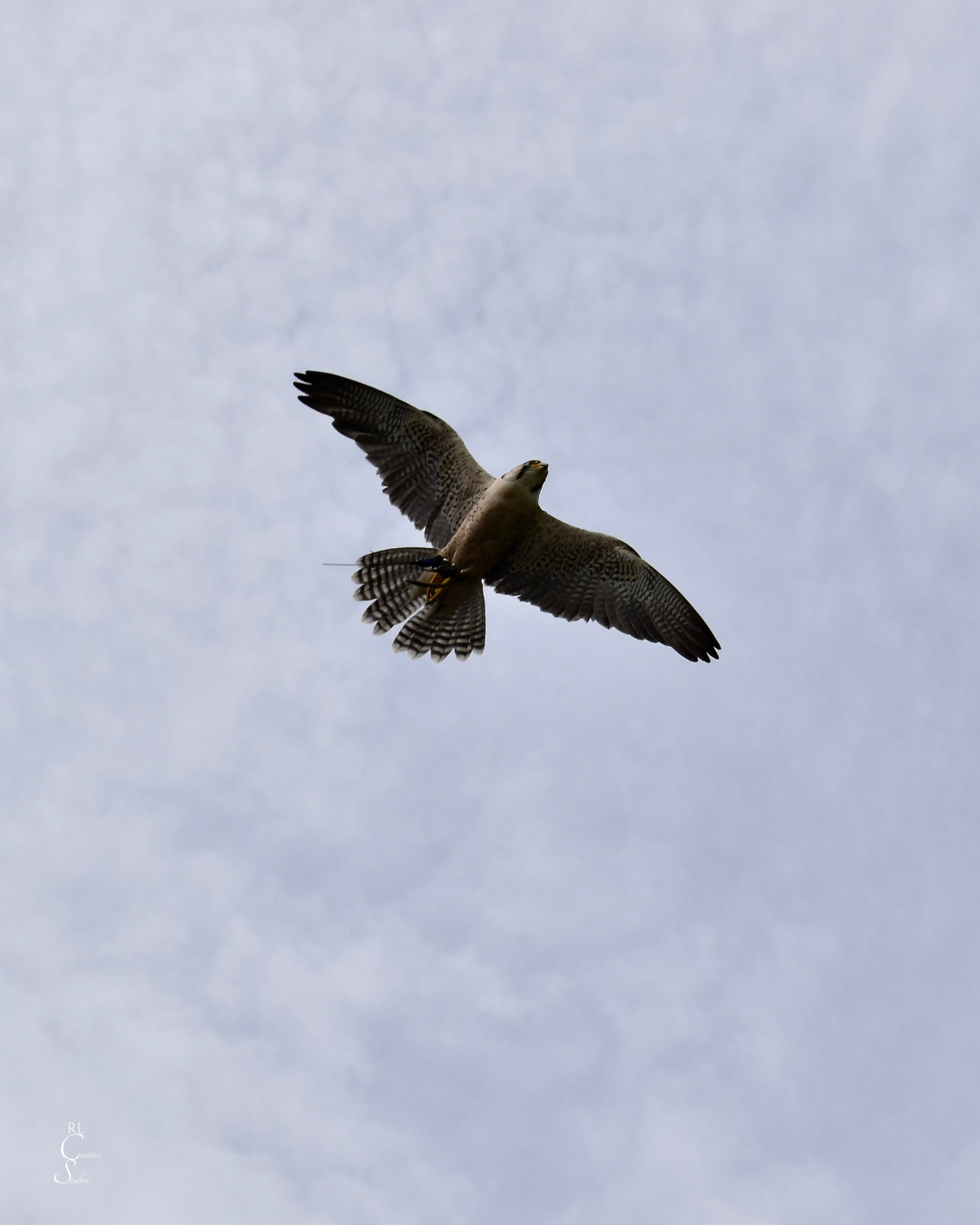 K&H Falconry bird of prey - a peregrine falcon