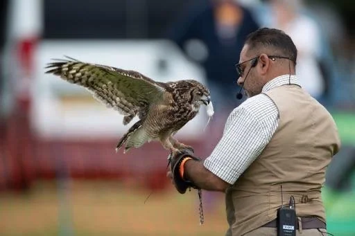 Performer doing a live falconry display, with an owl perched on his hand.