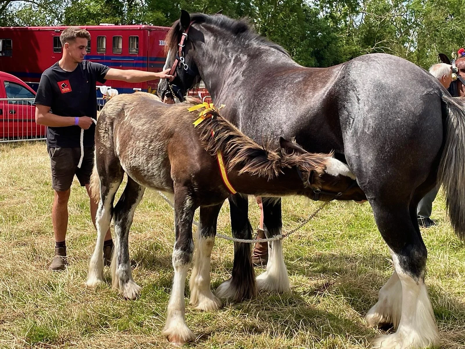 Heavy horses with foals included too