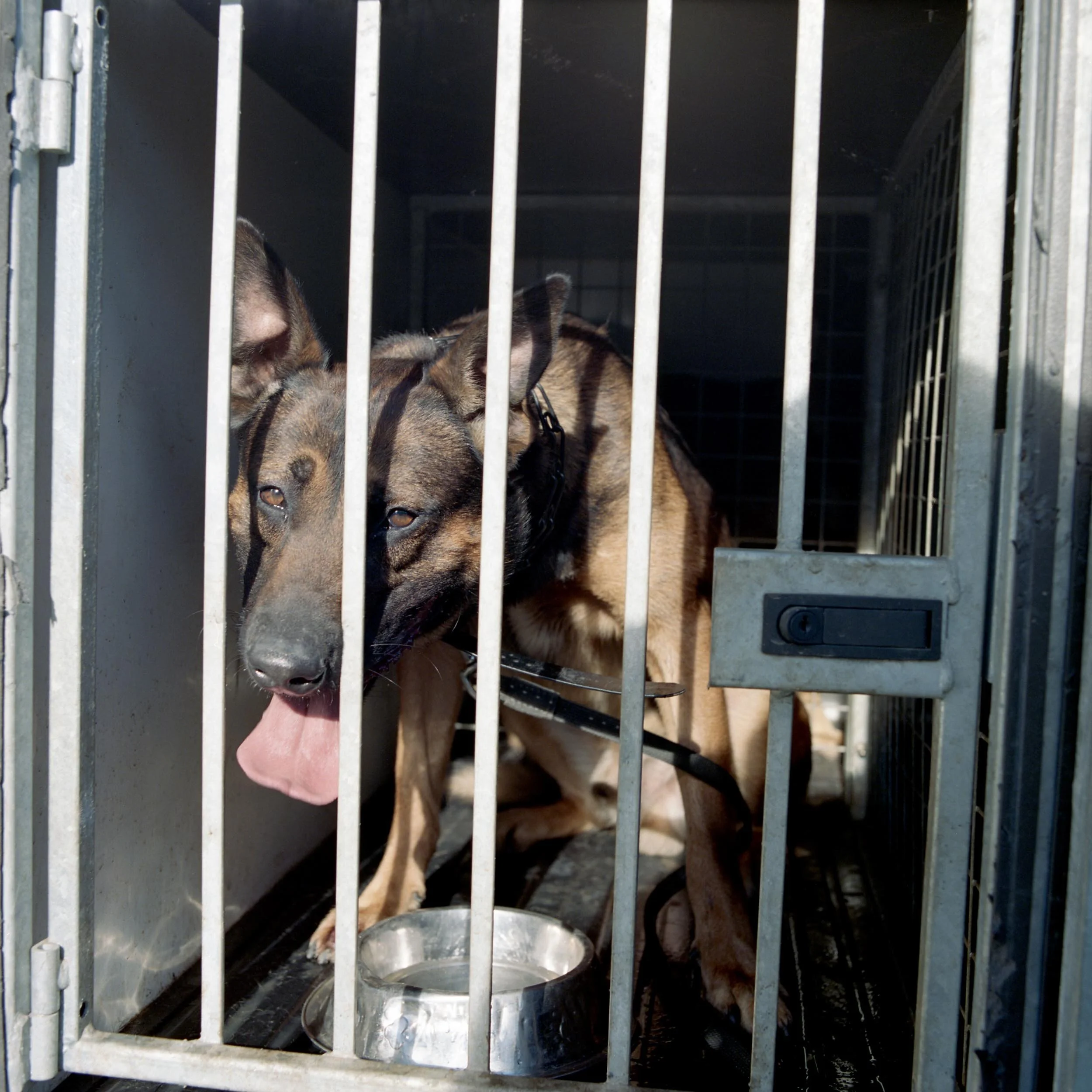 Protection Dogs Website Image 5.jpg