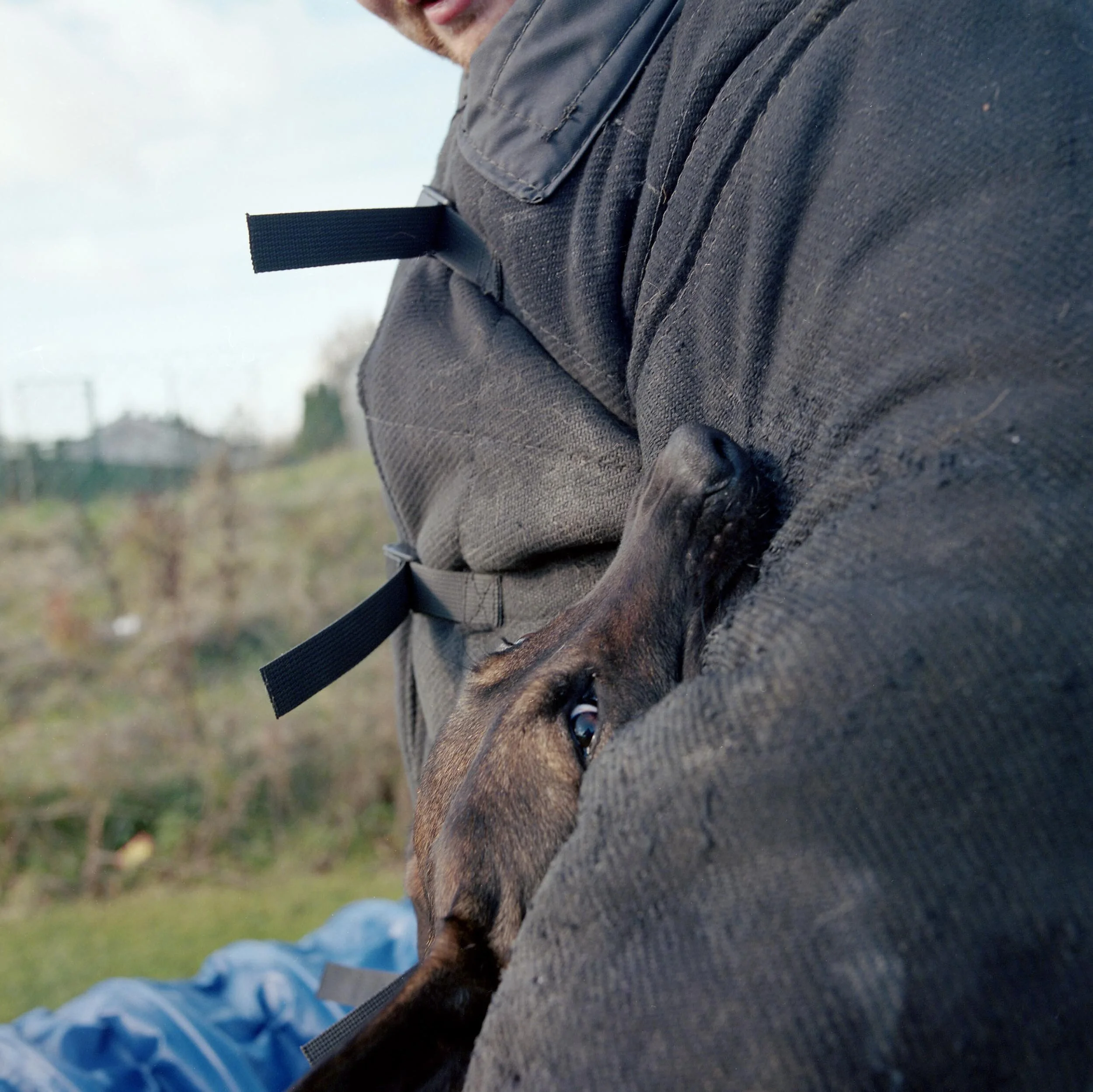 Protection Dogs Website Image 2.jpg