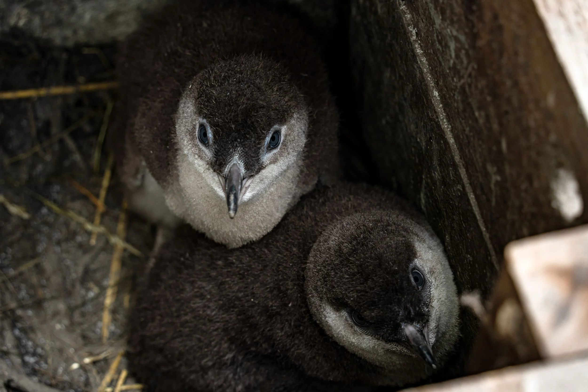 What New Zealand’s Smallest Penguin Reveals About a Warming World