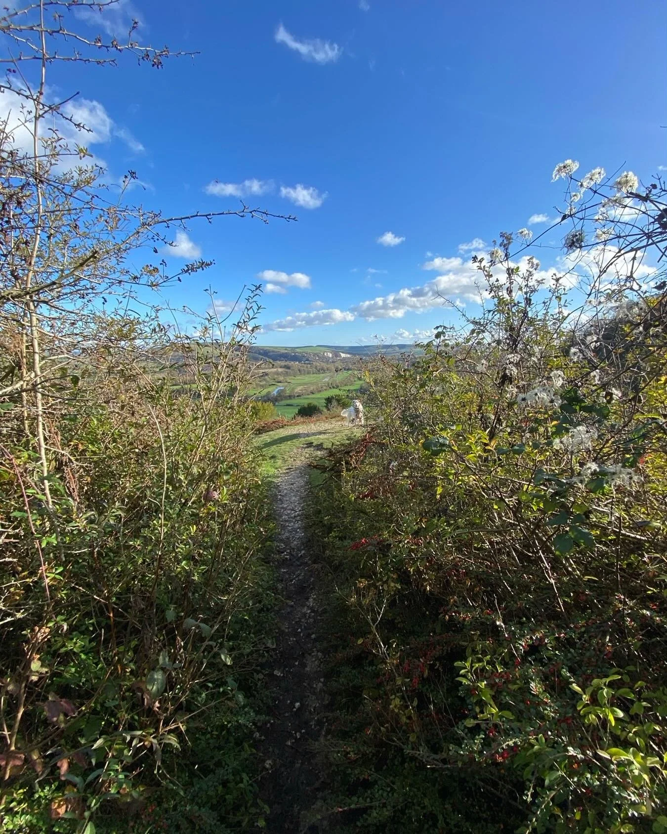 Long walk with thr dog On a day that was too good to miss.
#lewes #southdowns #southdownsnationalpark
