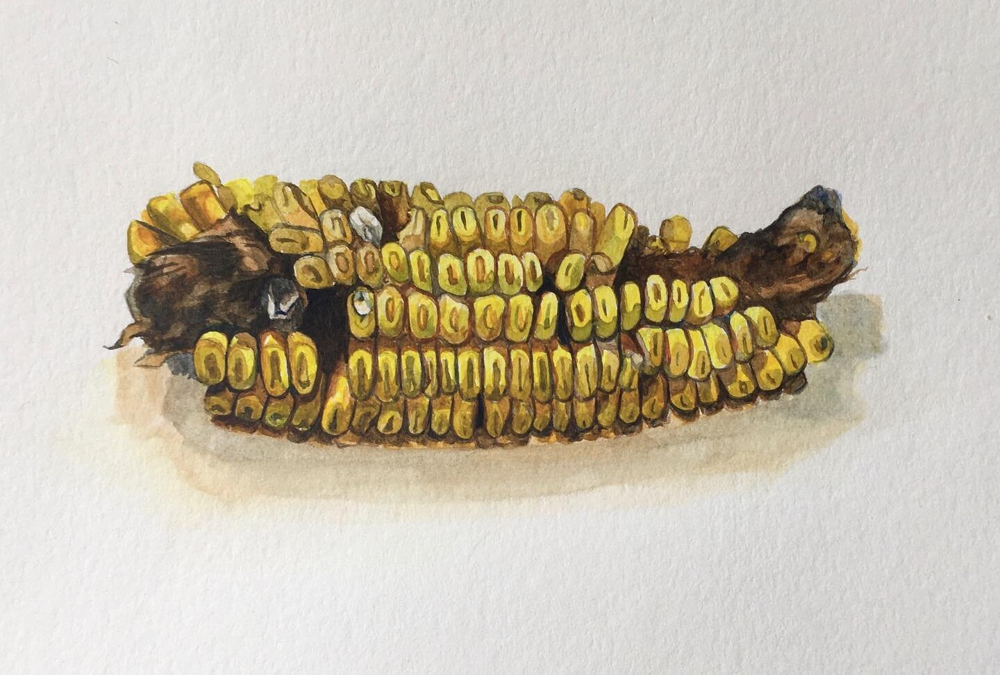 So happy to have my corn study watercolor selected by the inspirational artist Mark Dion for inclusion in the group show FLORA at @gallery263 🌱 on view May 19-June 19 in #cambridgema 
.

#watercolor #sketch #watercolorstudy #watercolorpainting #wate