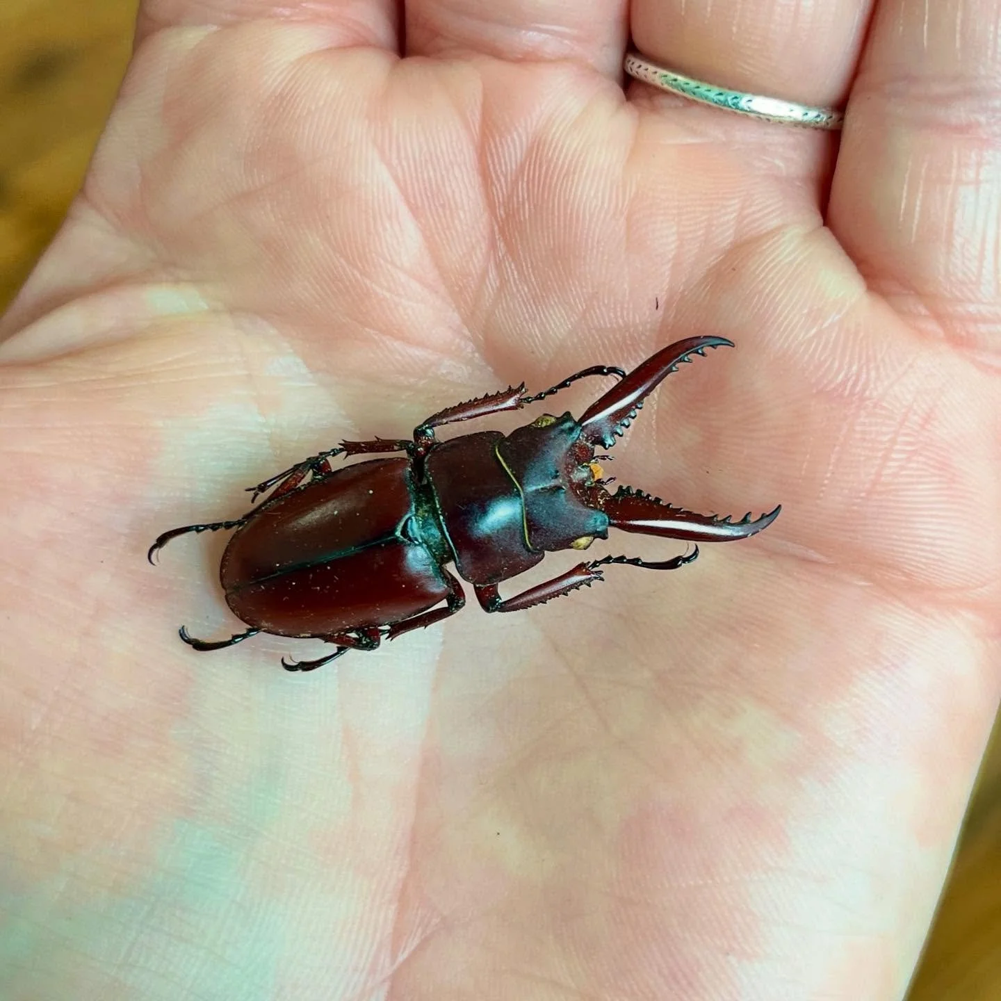 SO excited for my new dead beetle collection! They are in pristine condition 🤌🏻
#beetles #entomology #entomologyart #mementomori #carrion #deadbugs #fromlife