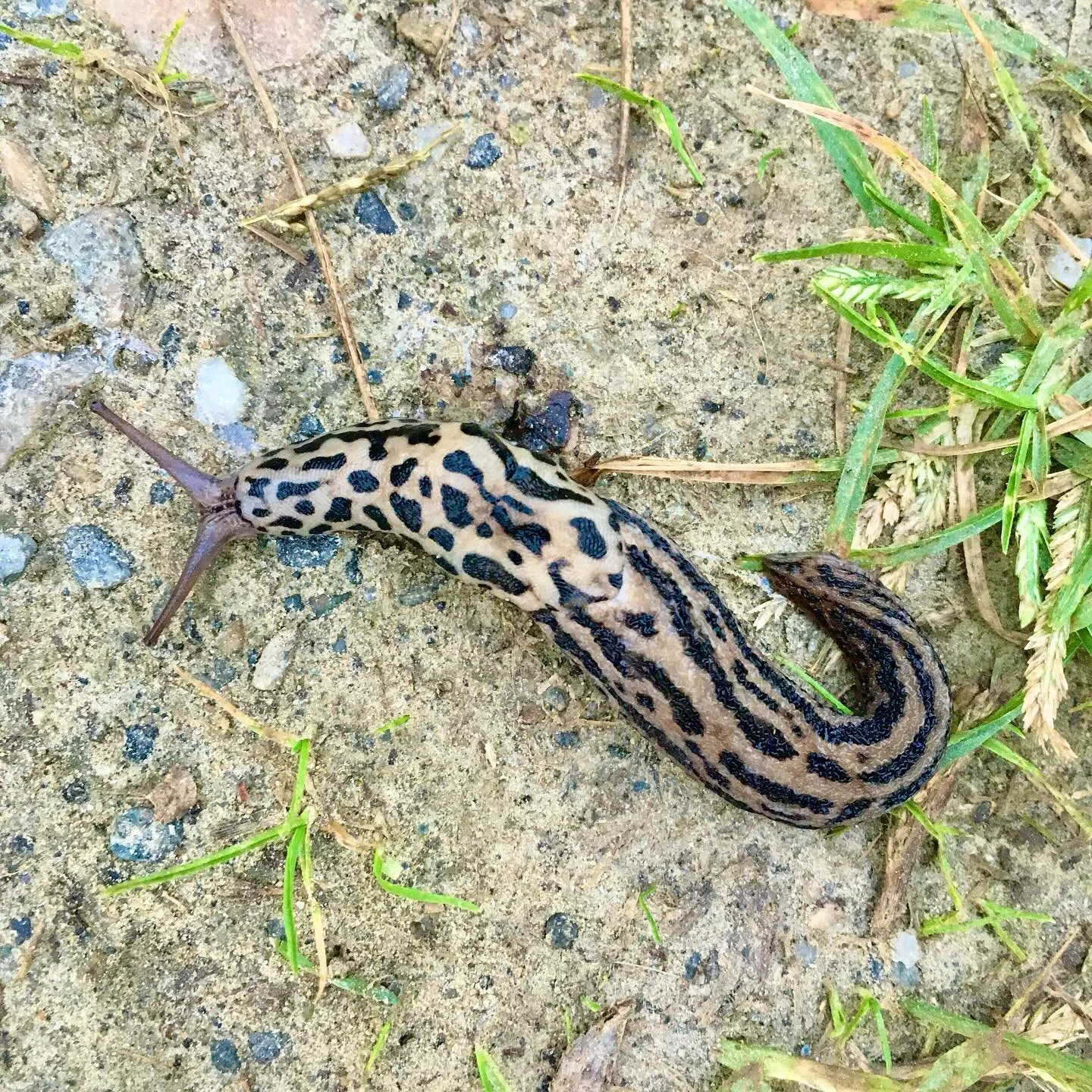 Finally painting this monster leopard slug I saw at the Spruces five years ago.
#limaxmaximus #leopardslug #detritivore #malacology #mementomori #lifeanddeath #naturalism #narrativepainting