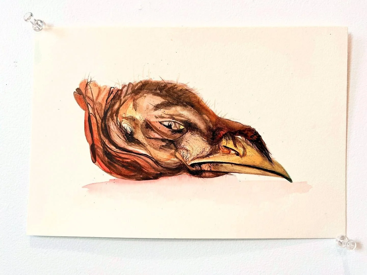 Turkey head watercolor.
#watercolor #sketch #watercolorstudy #watercolorpainting #watercolorsketch #watercolour #aquarelle #aquarelle_cafe #fromlife #stilllife #stilllifepainting #realism #naturalism #animalia #turkeyhead #mementomori