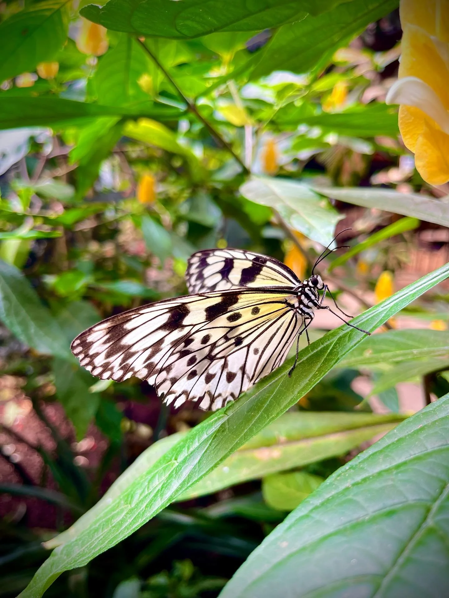 1. Paper kite
2. Cairns birdwing
3. Common postman
4. Owl butterfly
5. Tiger longwing
#butterflies #entomology #lepidopterology #idealeuconoe #troides #heliconius #maligo #heliconiushecale #lifeanddeath #symbolism @magicwingsma