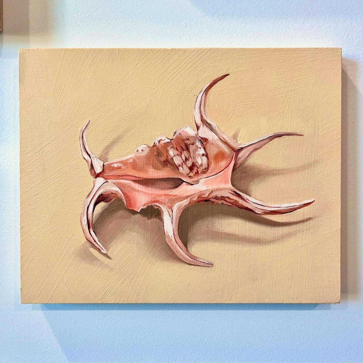 Spider conch, oil on panel, 8” x 10”, $500 incl shipping
#practicemakesbetter #oilonpanel #mementomori #lifeanddeath #stilllife #fromlife #conch #spiderconch #oilsketch
