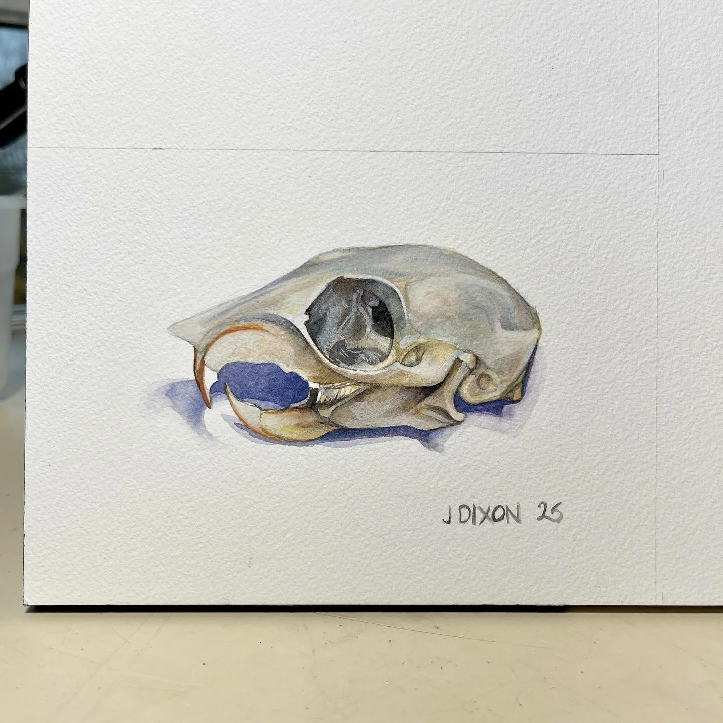 Squirrel skull from @exploretheburrow 

#practicemakesbetter #watercolor #watercolorsketch #watercolorstudy #watercolour #mementomori #lifeanddeath #stilllife #fromlife #skull #skullpainting #watercolorpractice