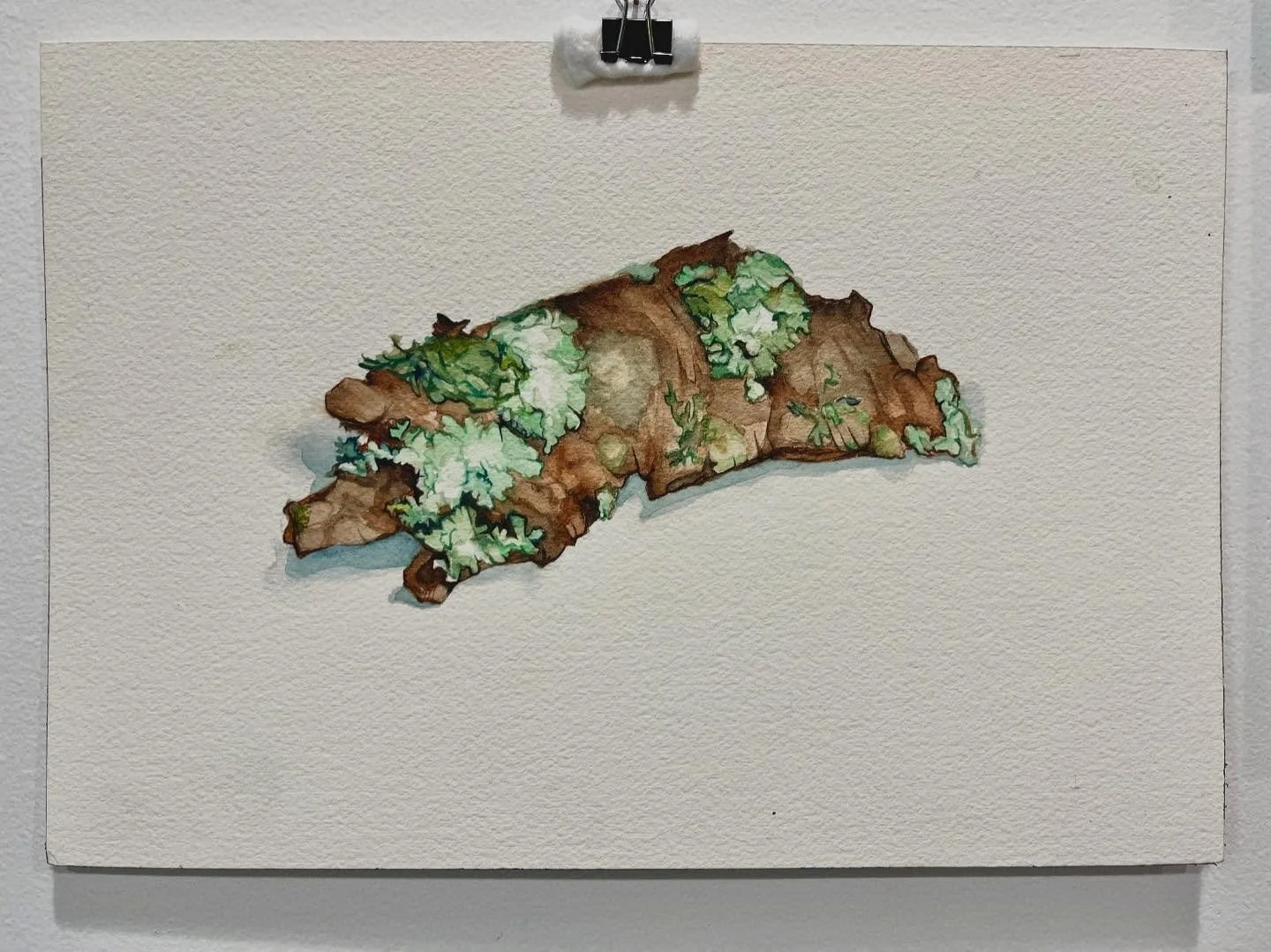 Bark with lichen, watercolor on Arches paper, 7&rdquo; x 10&rdquo;, $210

#watercolor #watercolorstudy #watercolorpainting #watercolorsketch #watercolour #aquarelle #fromlife #stilllife #stilllifepainting #realism #practicemakesprogress #botanical #l