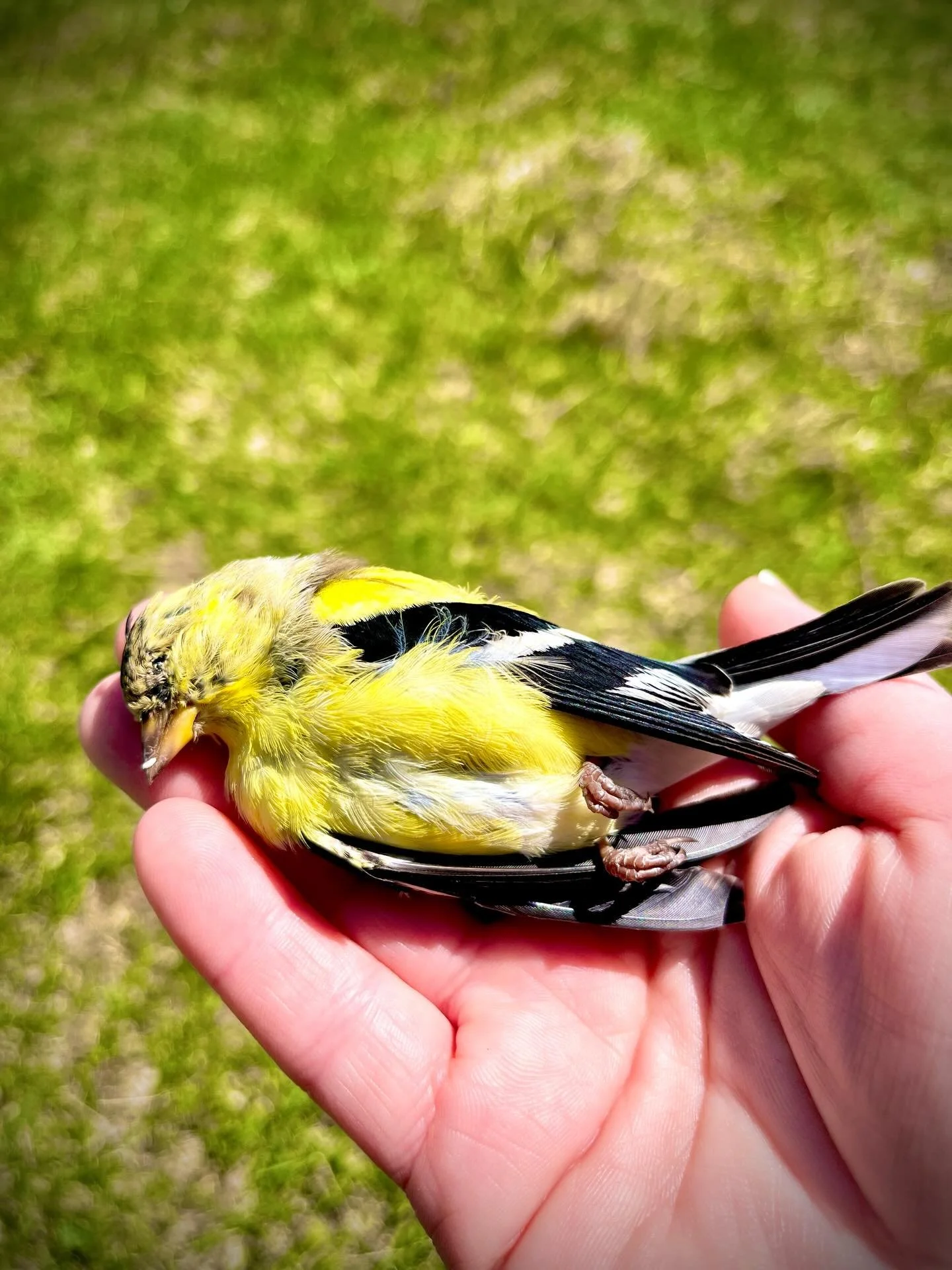 &ldquo;When he died, all things soft and beautiful and bright would be buried with him.&rdquo; @madeline.e.miller