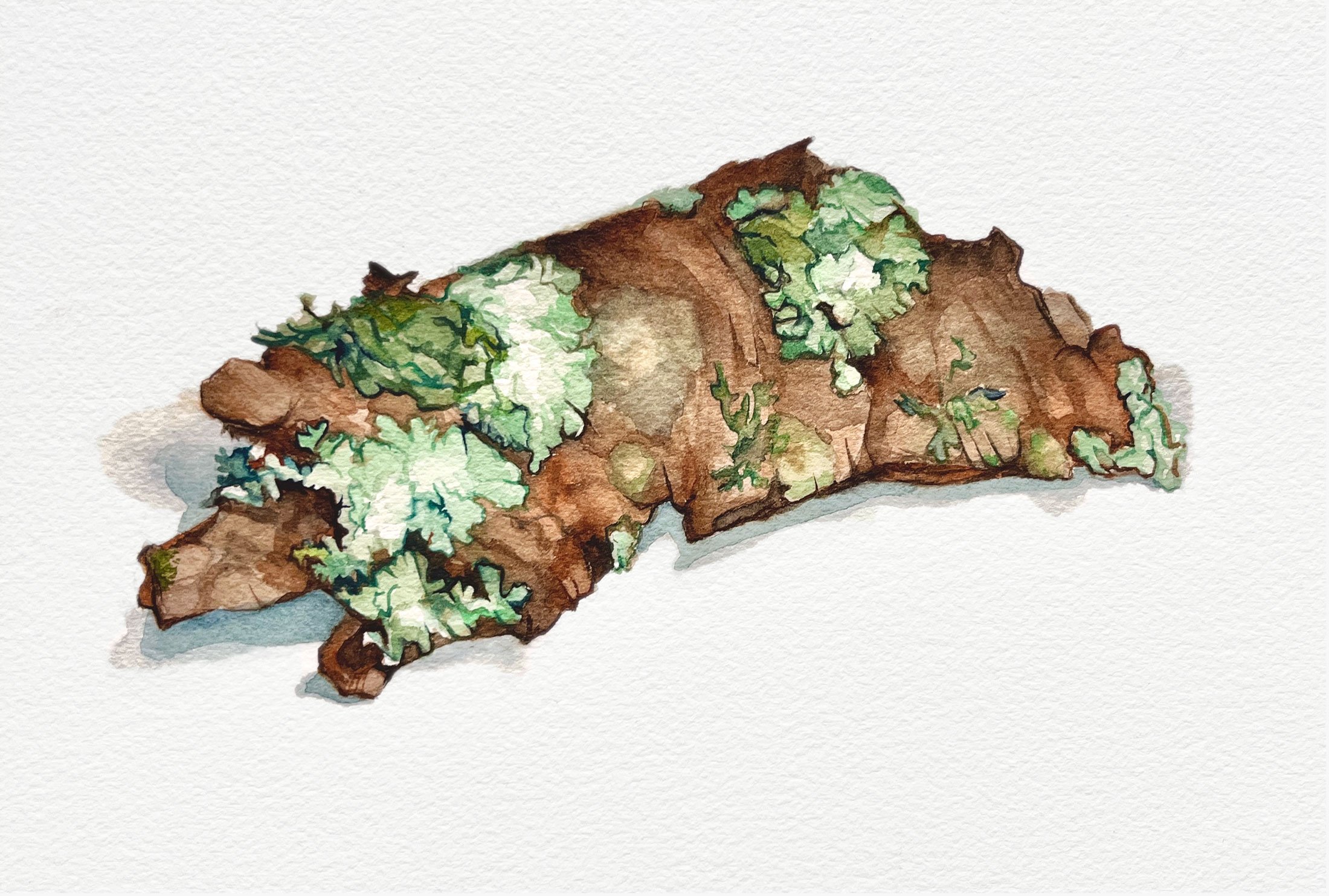 bark with lichen, 2025, watercolor on Arches paper