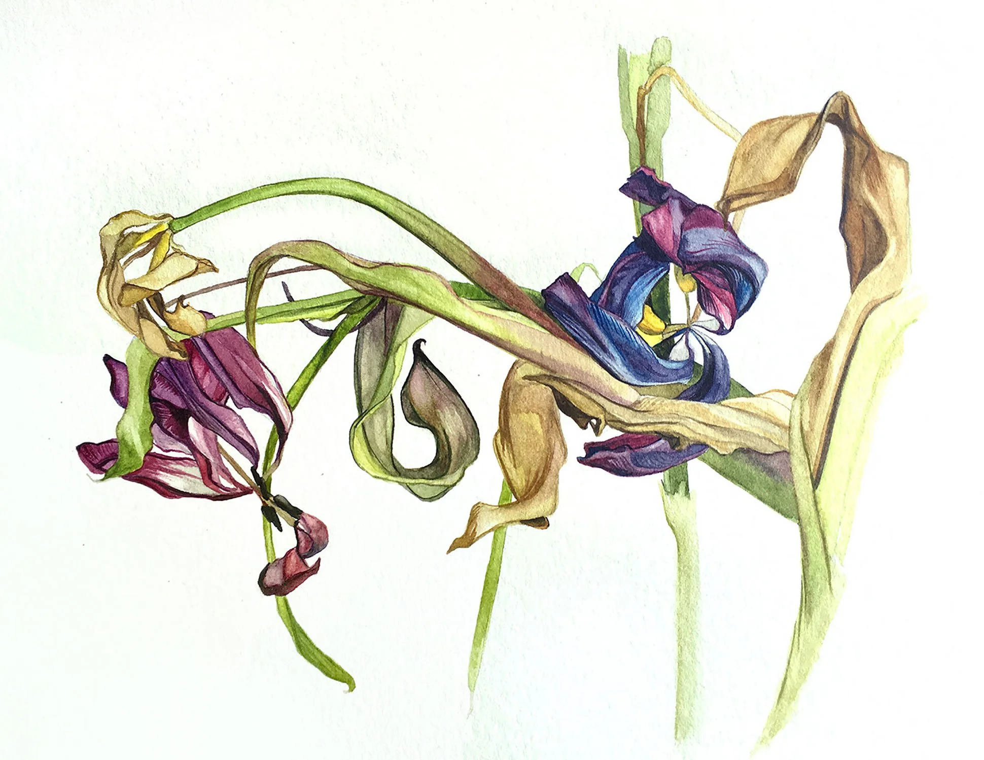 tulip study, 2021, watercolor on paper