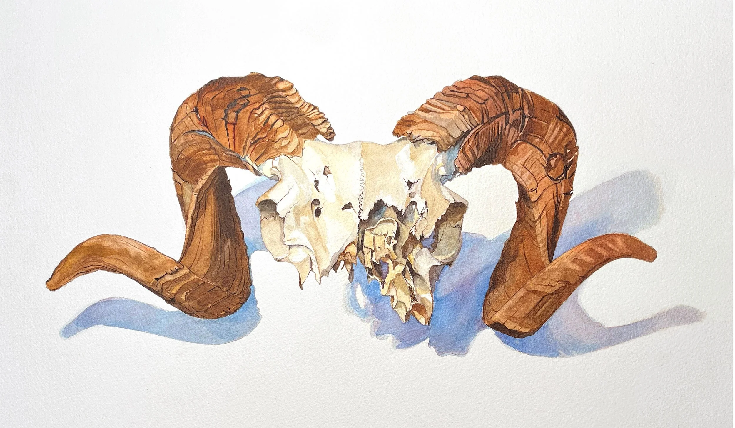 ram skull study, 2022, watercolor on Arches paper