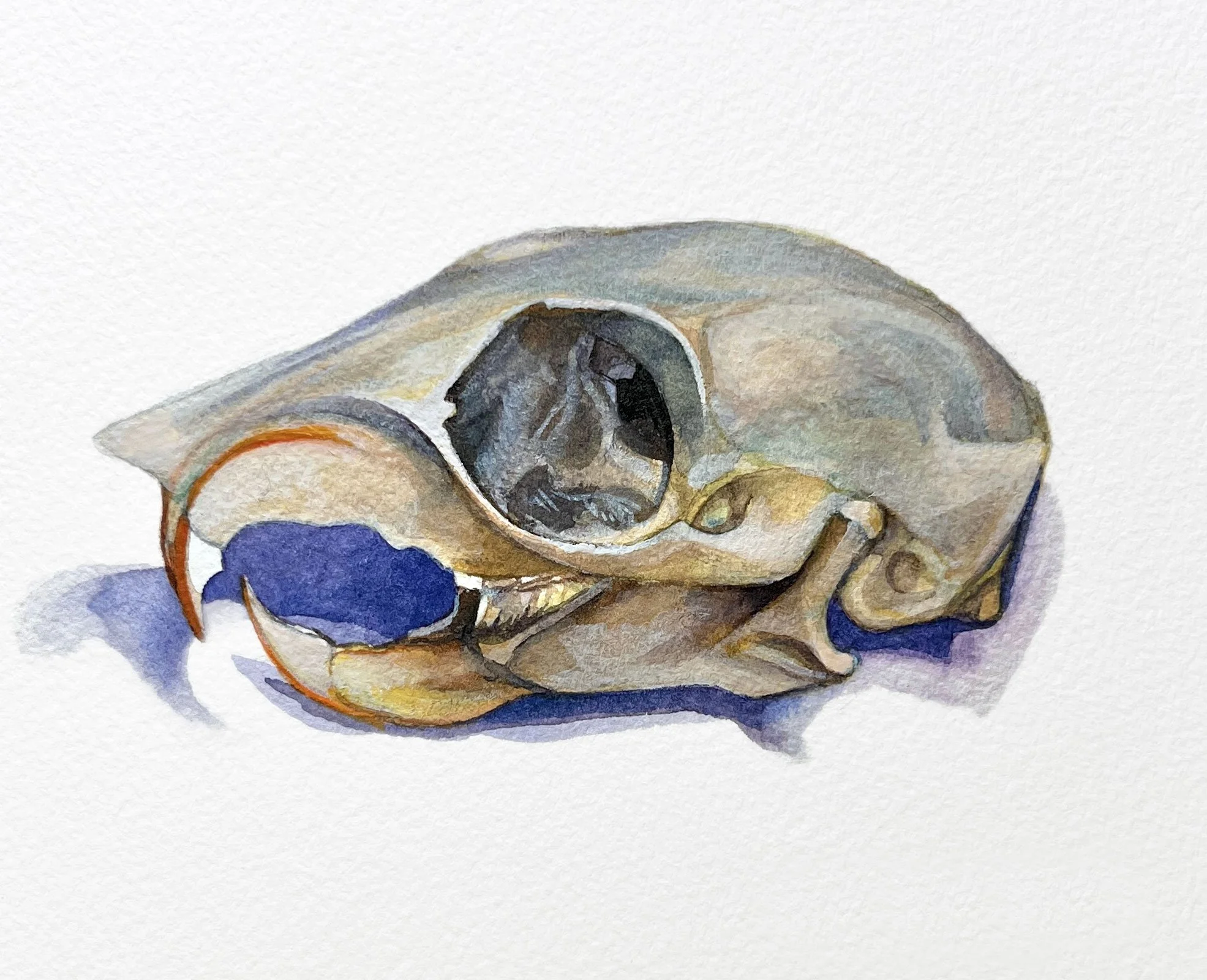 squirrel skull study, 2025, watercolor on Arches paper