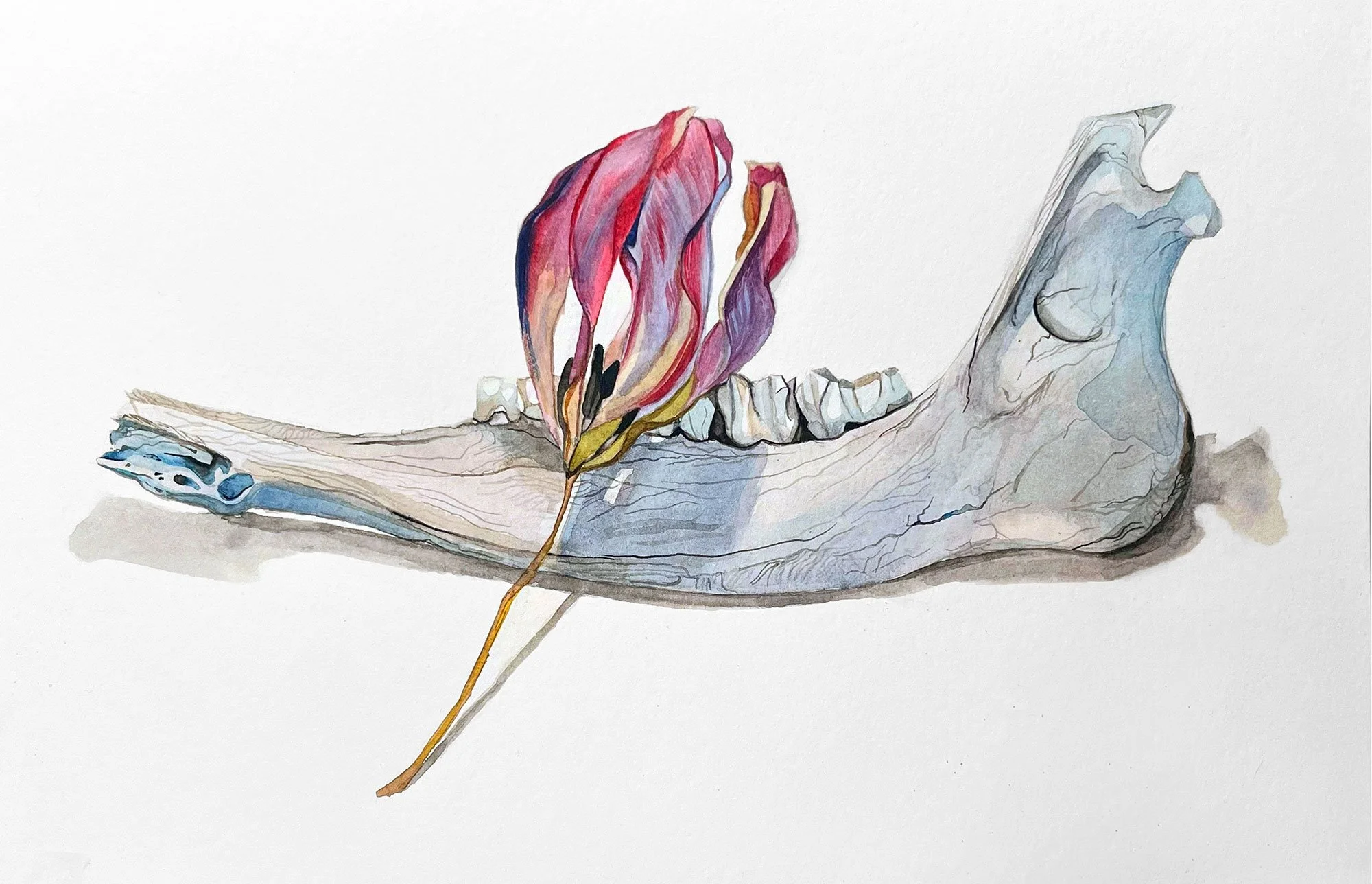 deer jaw study with tulip, 2022, watercolor on paper