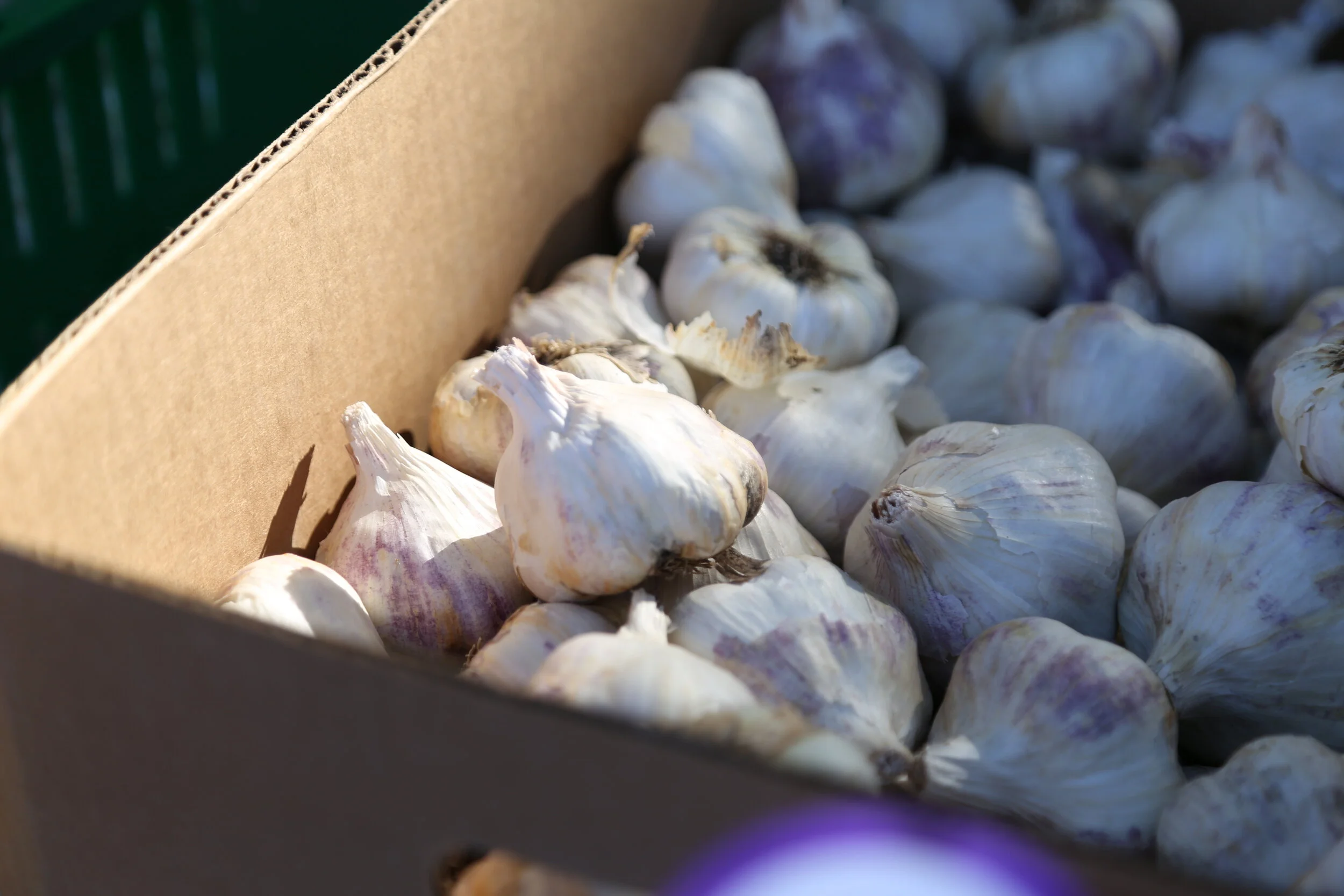 Just Garlic Seed Certified Organic Seed Garlic Bulbs