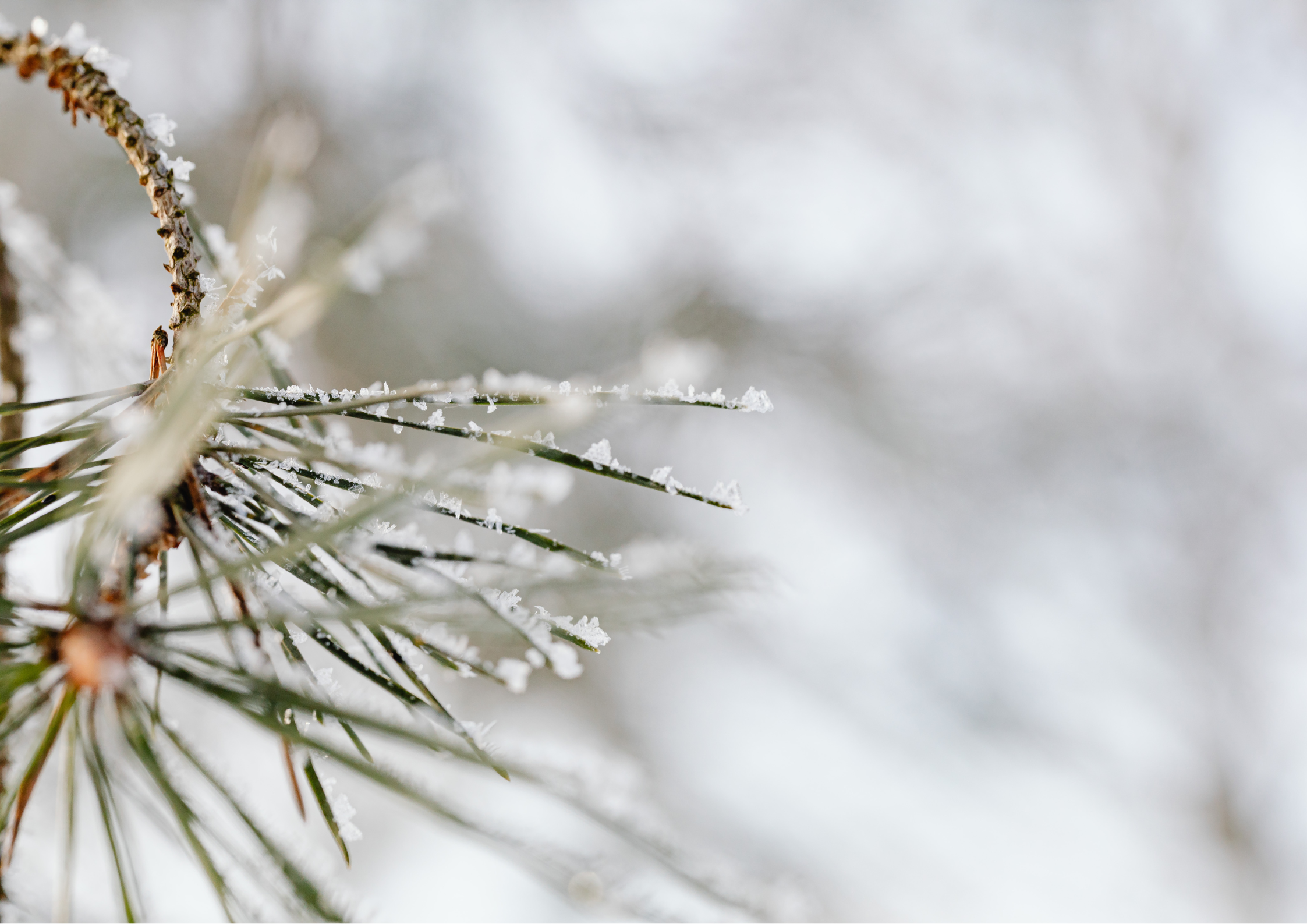Mindfulness for Life | Vienna