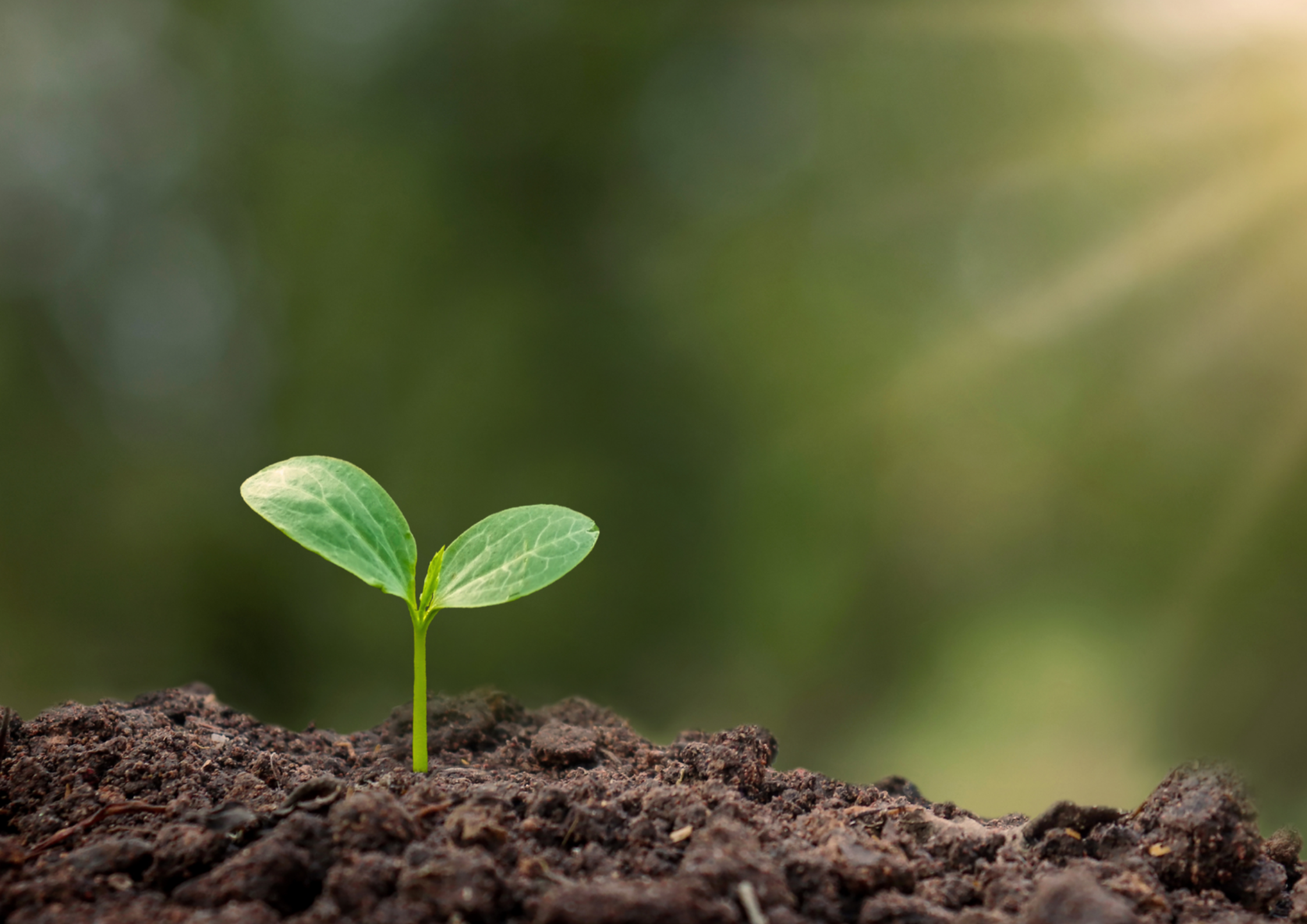 Finding Peace | Vienna