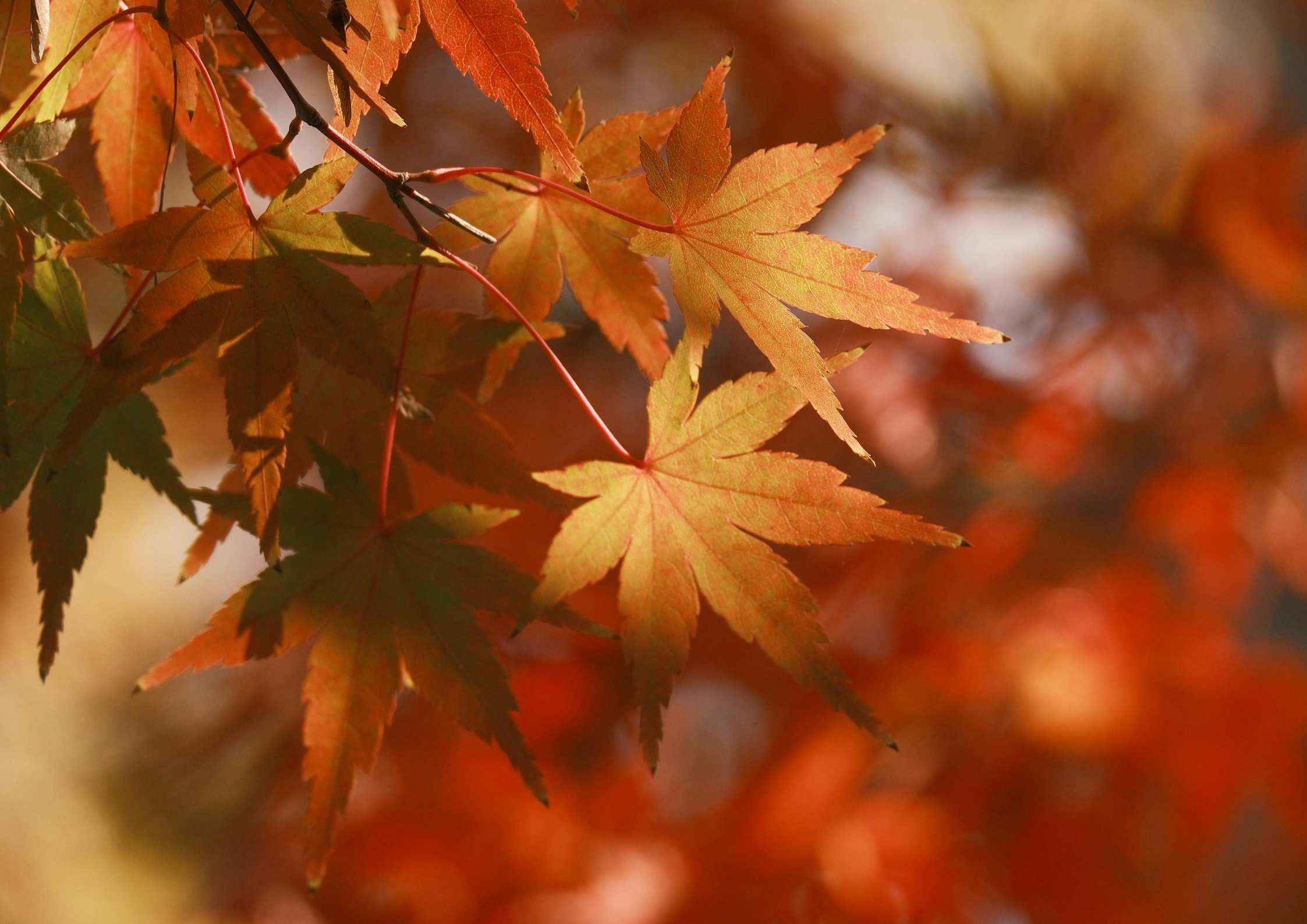 Mindfulness for Life | Vienna