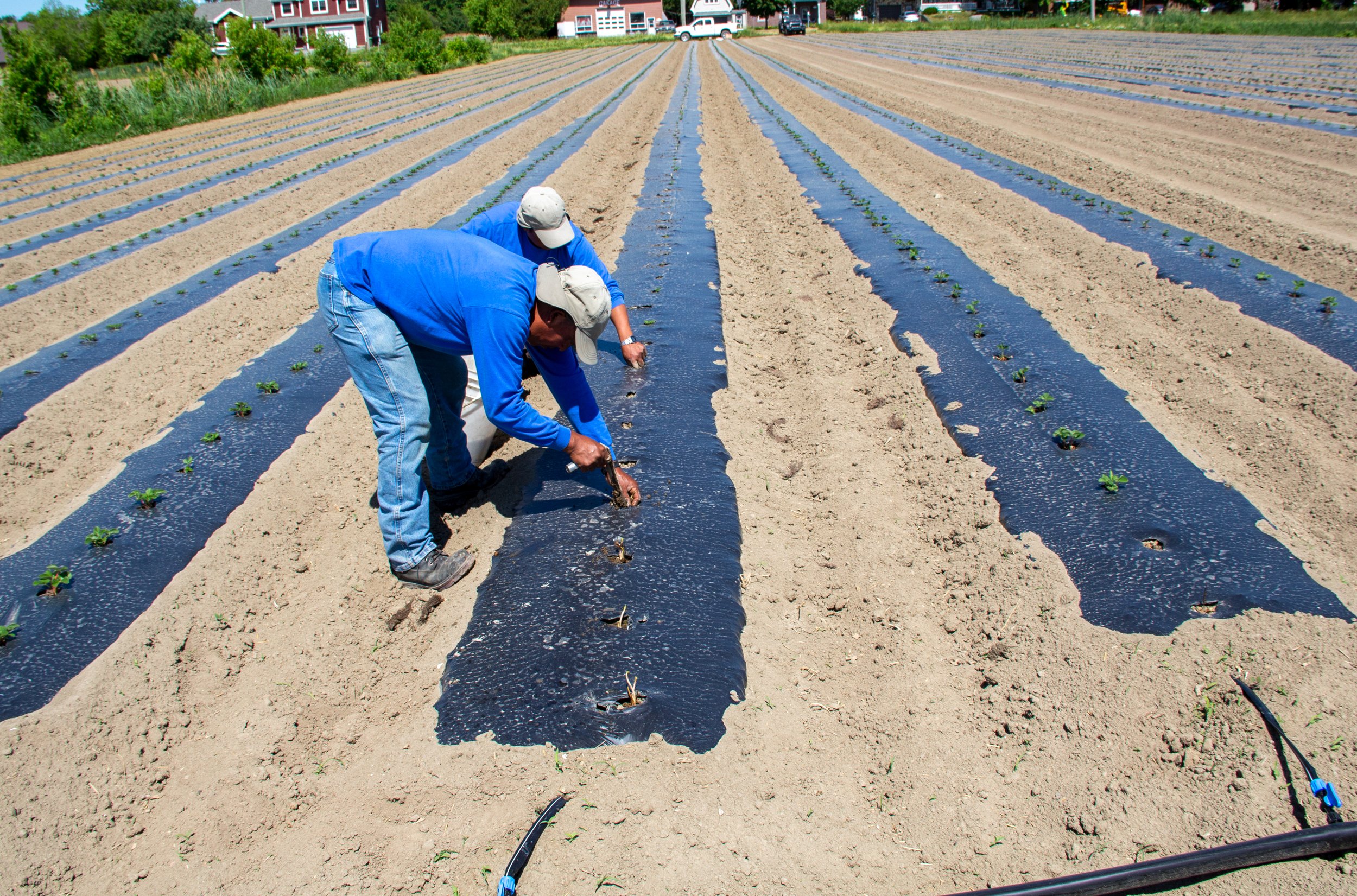 FilmOrganic Black #36 — Matted-row strawberry systems Planting mother plants on FilmOrganic Black #36. Weed-free beds that simplify establishment and promote uniform stolon development.