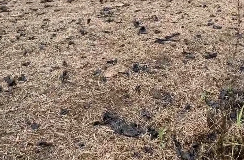 Fragmentation vs Biodegradation