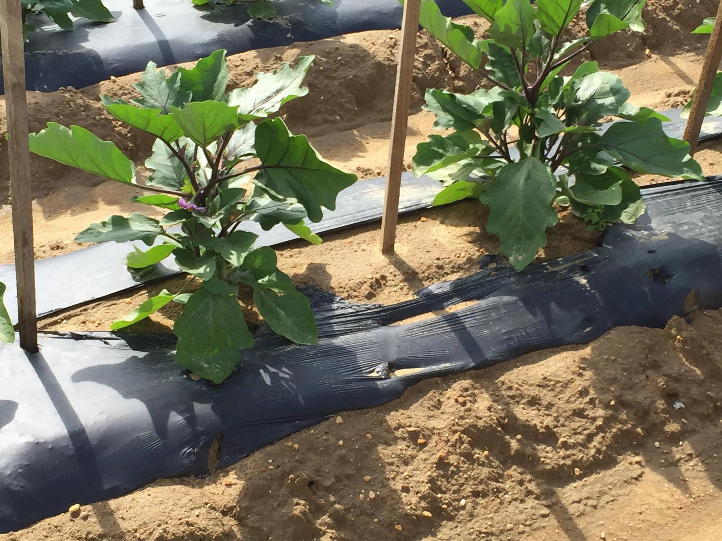 Why Some Compostable Mulch Fails After Heavy Rain