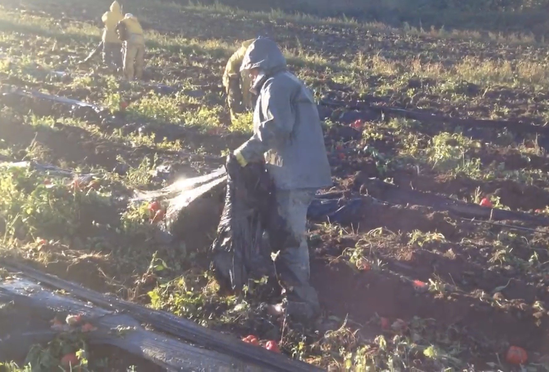 The Real Cost of Plastic Mulch Removal