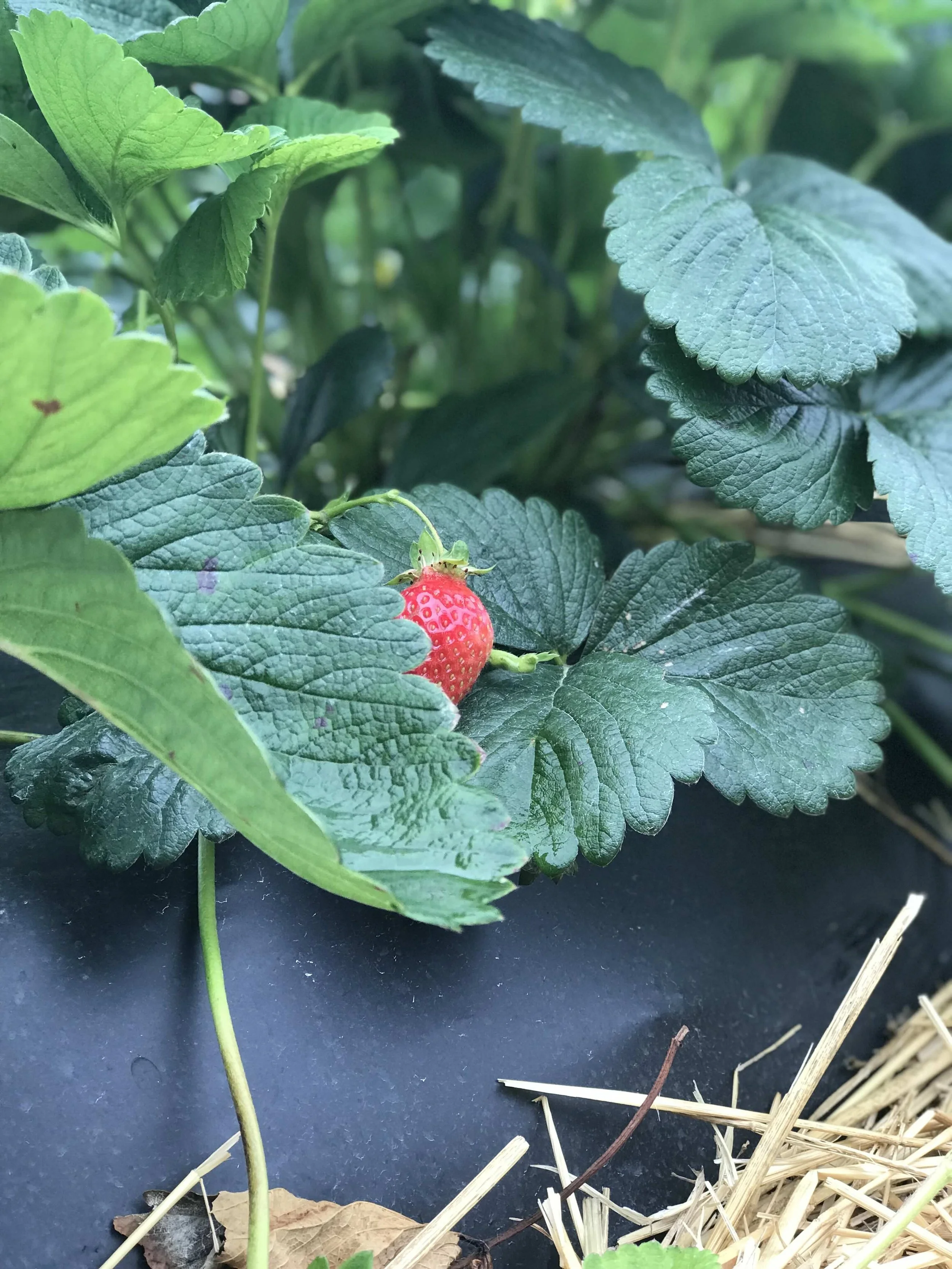 Why Strawberries Are the Most Demanding Crop for Mulch Durability
