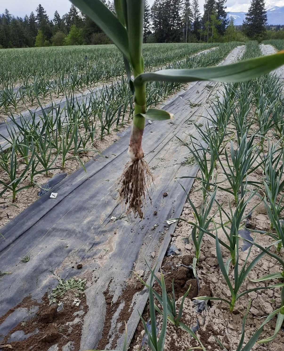 Garlic Under Controlled Dormancy