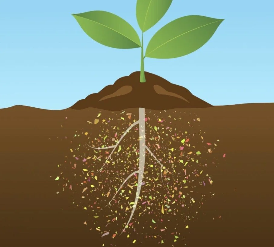 Can Microplastics Interact With Crop Roots?