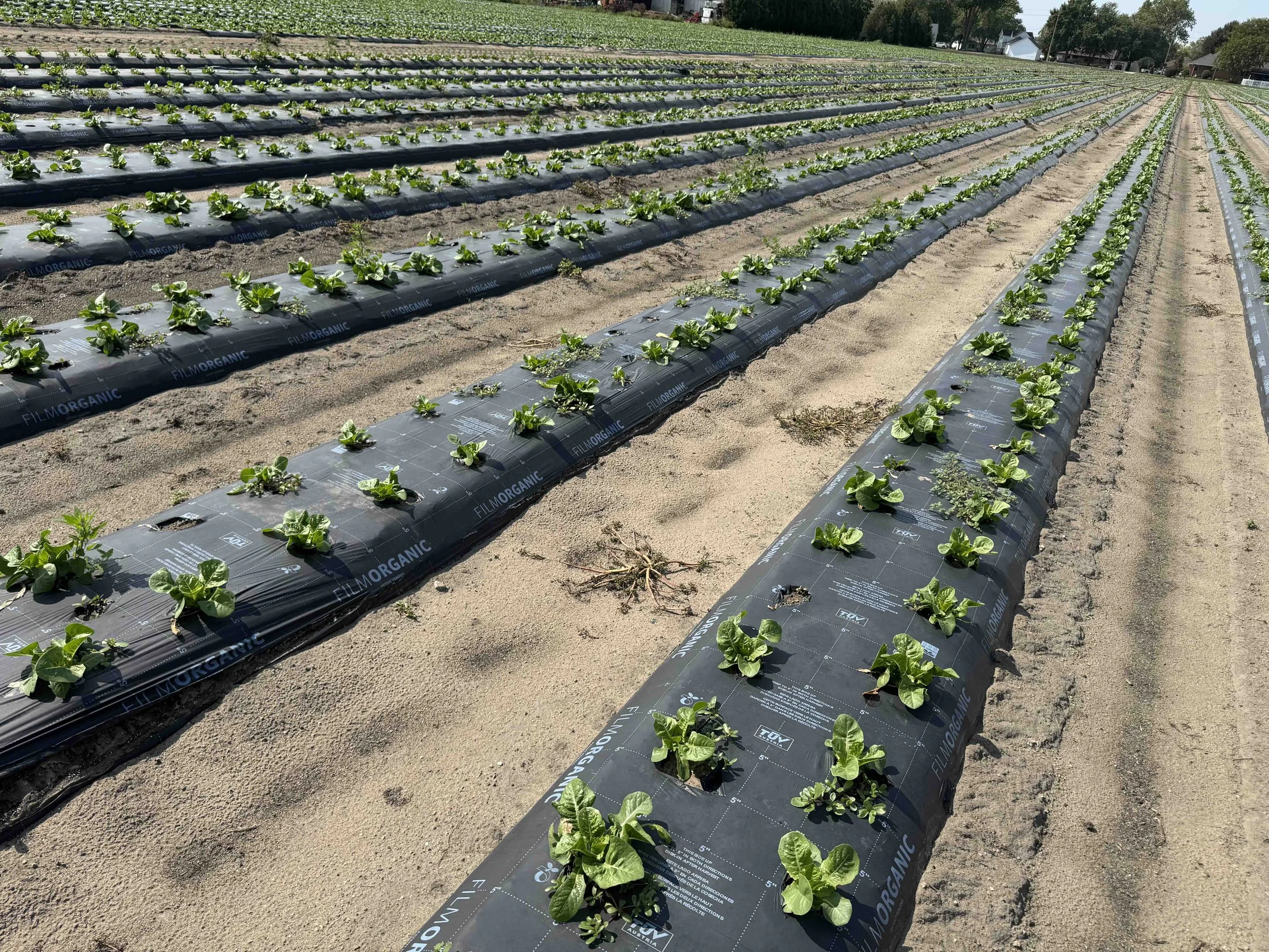 Engineered compostable mulch film maintaining structural integrity across two romaine crop cycles in one growing season.