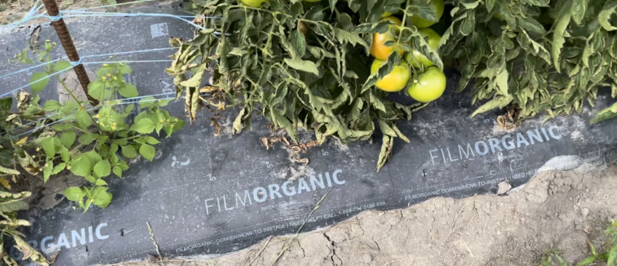 Tomatoes on Black 66.jpeg