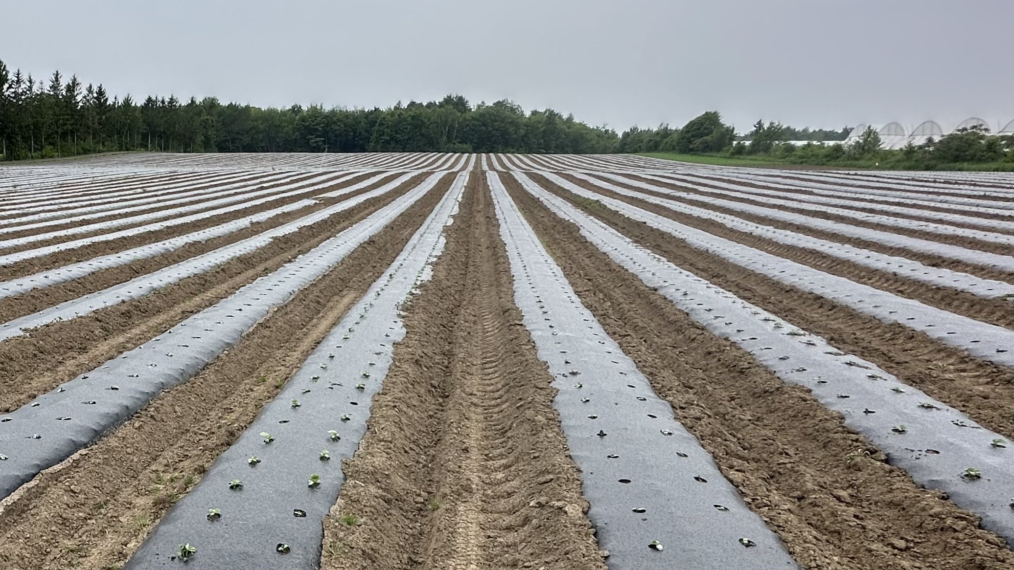 FilmOrganic Black #66 – Day-neutral strawberries (annual) Season-long compostable mulch that maintains bed integrity from planting to harvest while keeping fruit clean and consistent.